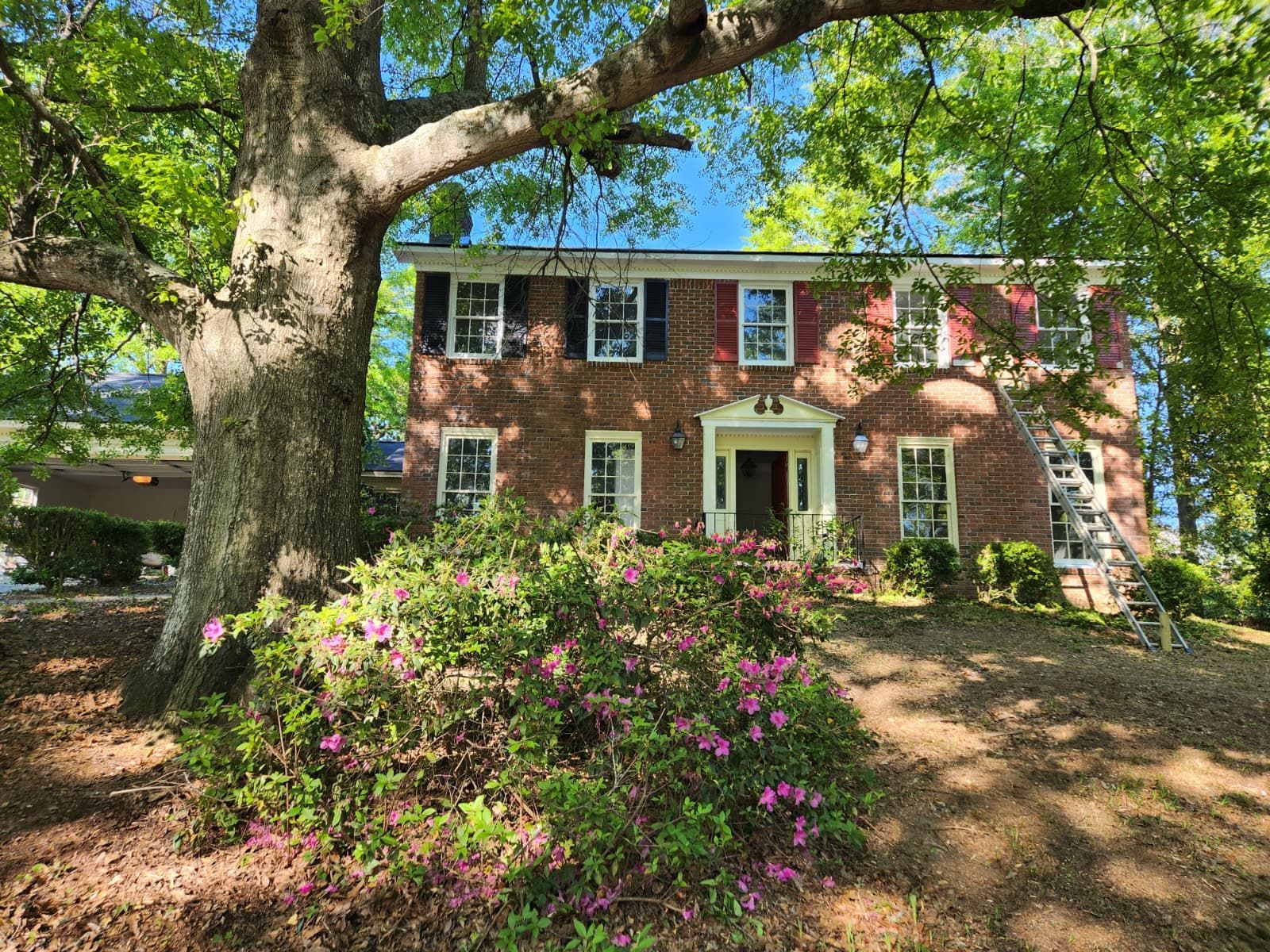 A two-story red brick house behind a large oak tree and pink flowering bushes, with a ladder leaning against the right side.