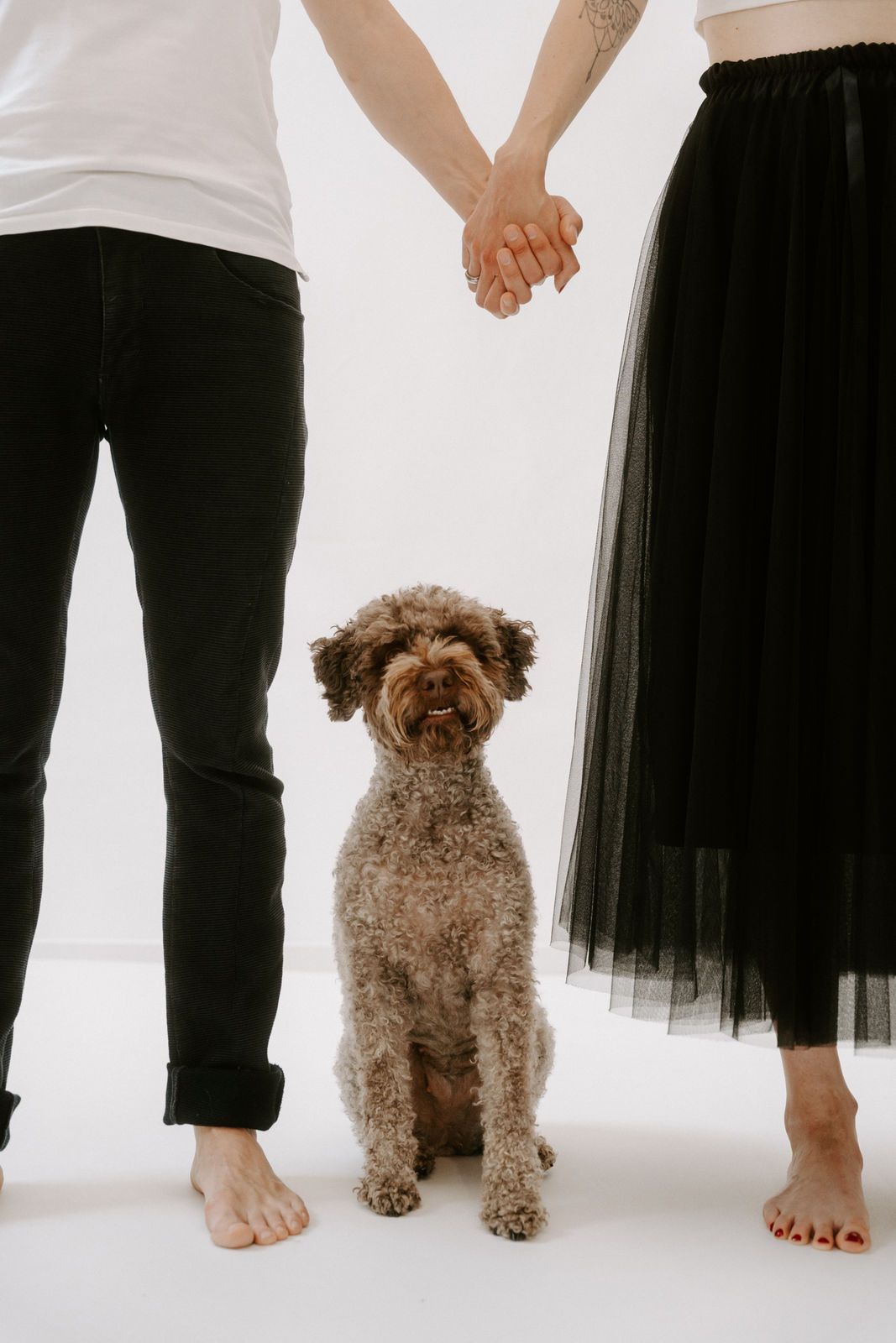 Portrait von Inji, Lagotto, sitzend zwischen den Beinen von 2 Personen.
