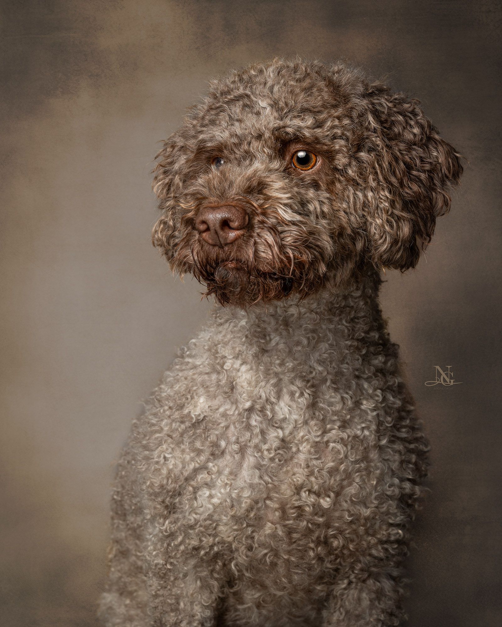 Studiobild eines Lagotto Romagnolos.