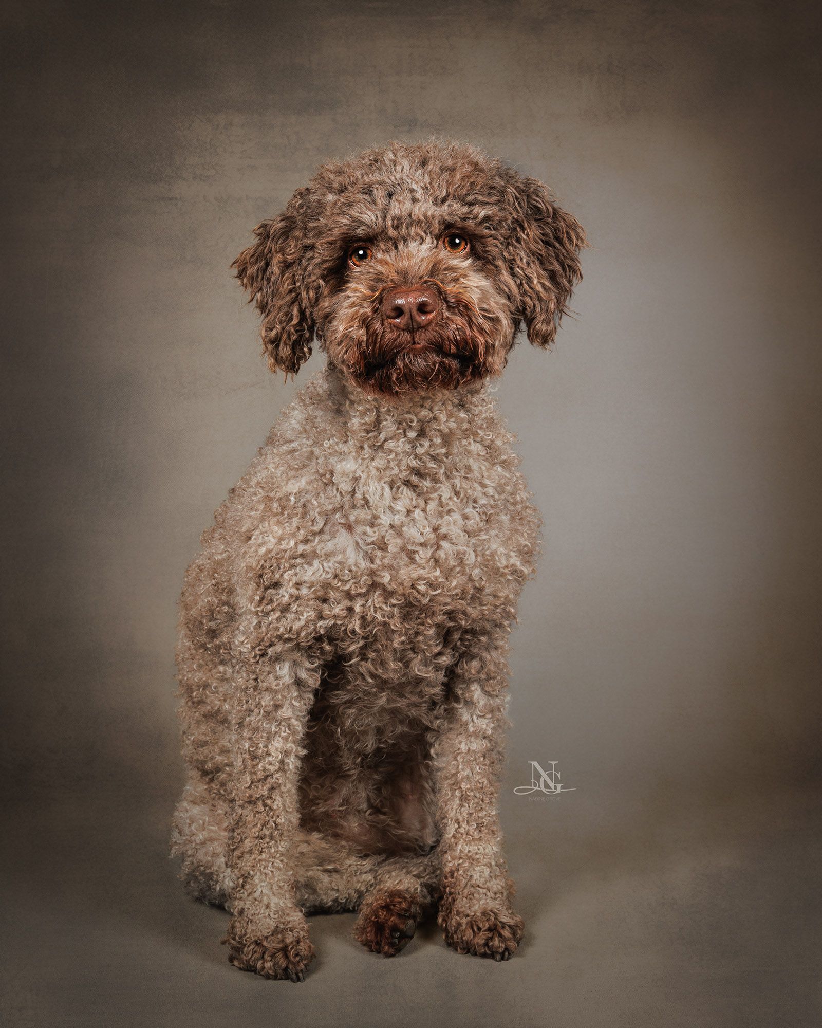 Studiobild, Ganzkörper, Lagotto Romagnolo