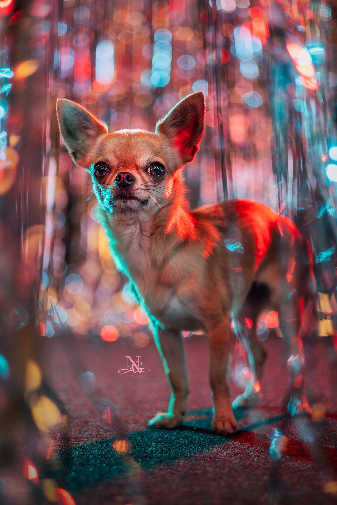 EVO 2025 - Workshop Bunter Hund: Chihuahua Hündin in Studio mit blau und rotem Licht