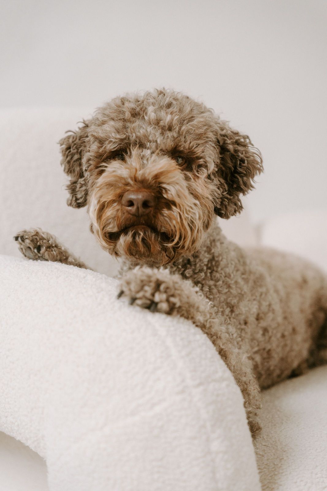 Portrait von Inji auf weißem, flauschigem Sessel.