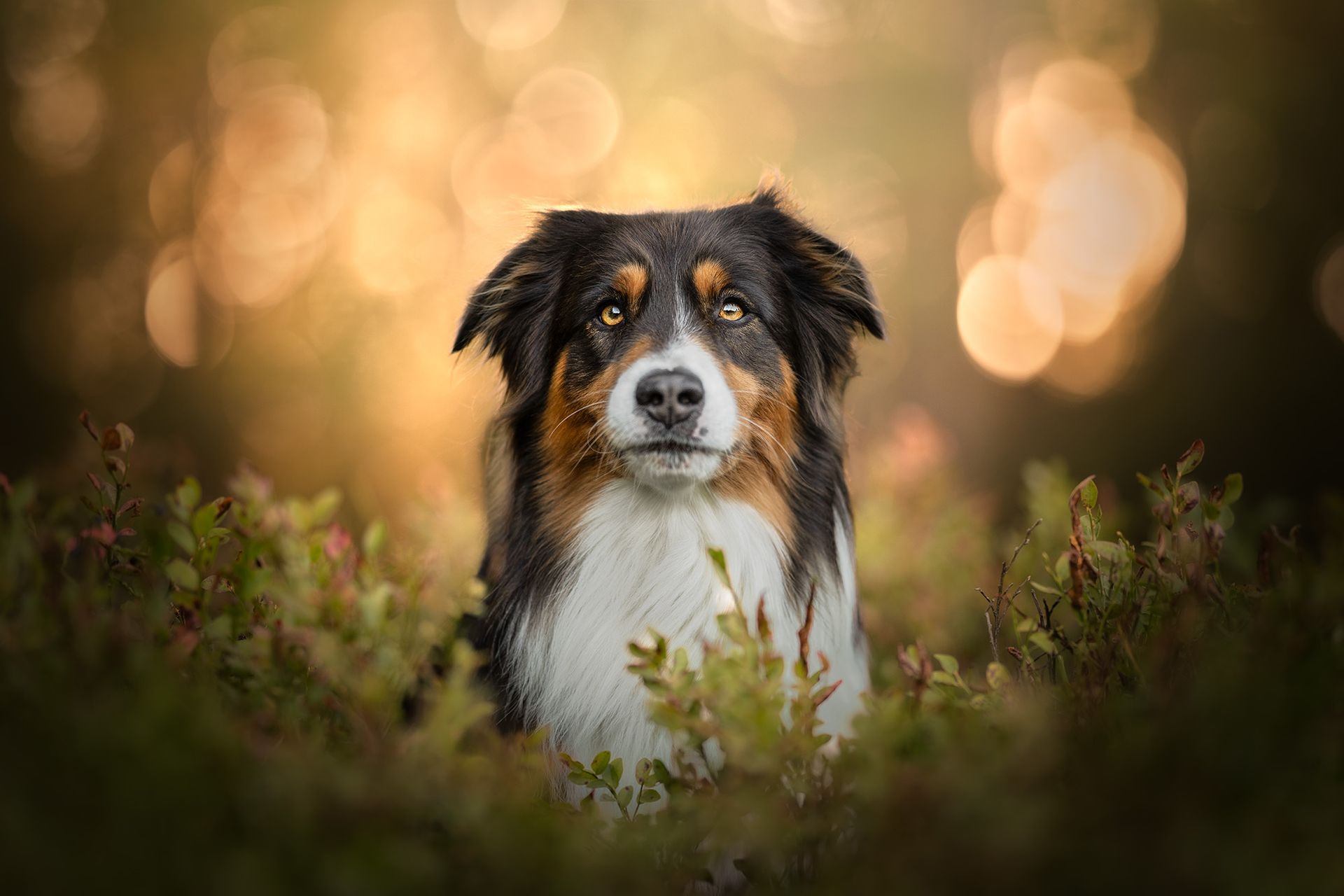 Nachher Bild, Australian Shepherd im Wald, bearbeitet im Fine Art Stil.
