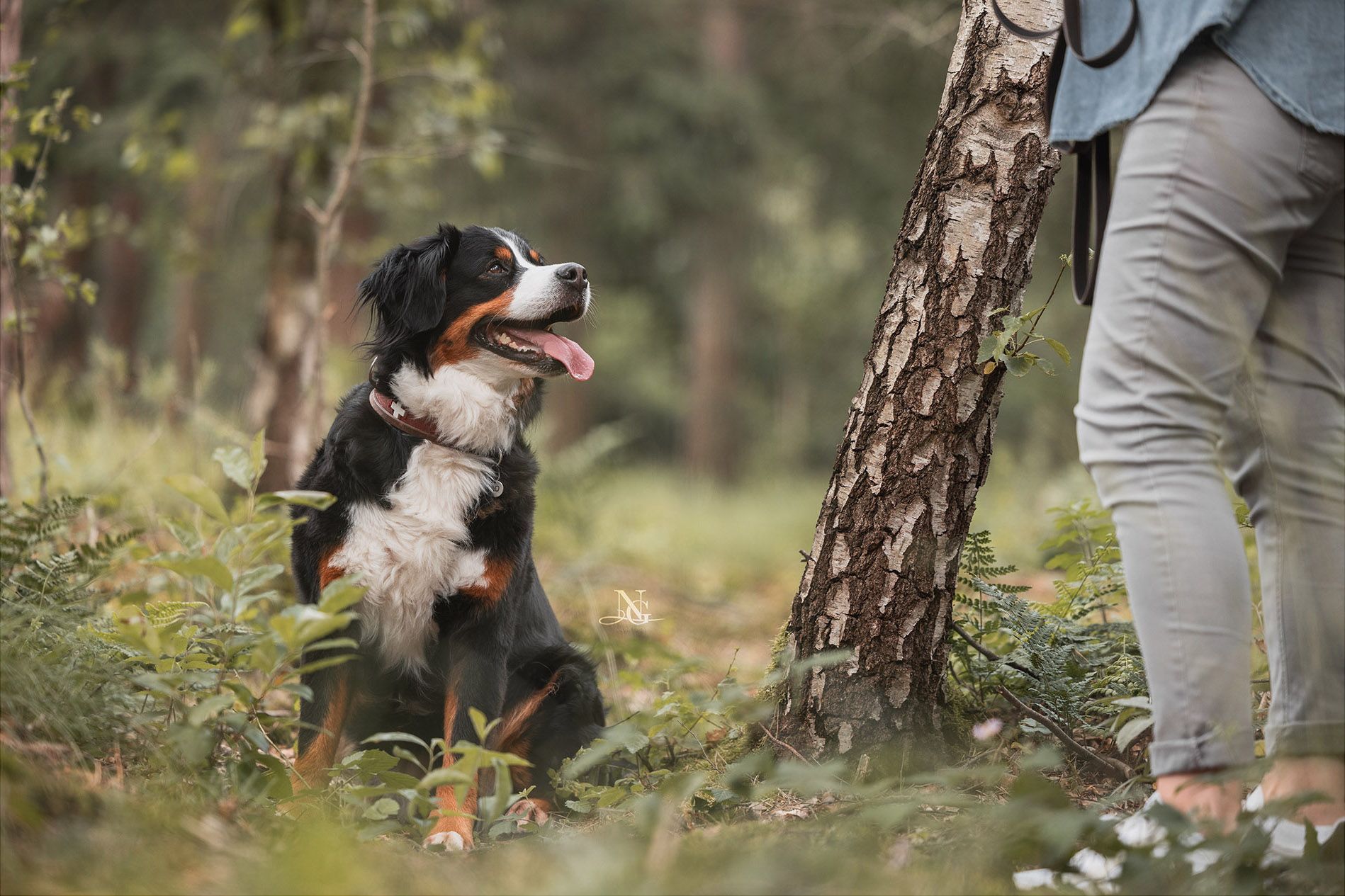 Vorher Bild eines Bernersennen Hundes im Wald.
