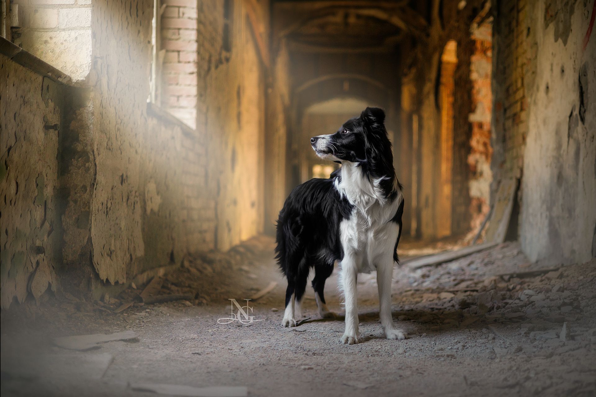 Hochwertiges Fine Art Porträt eines Border Collies in einem Lost Place.