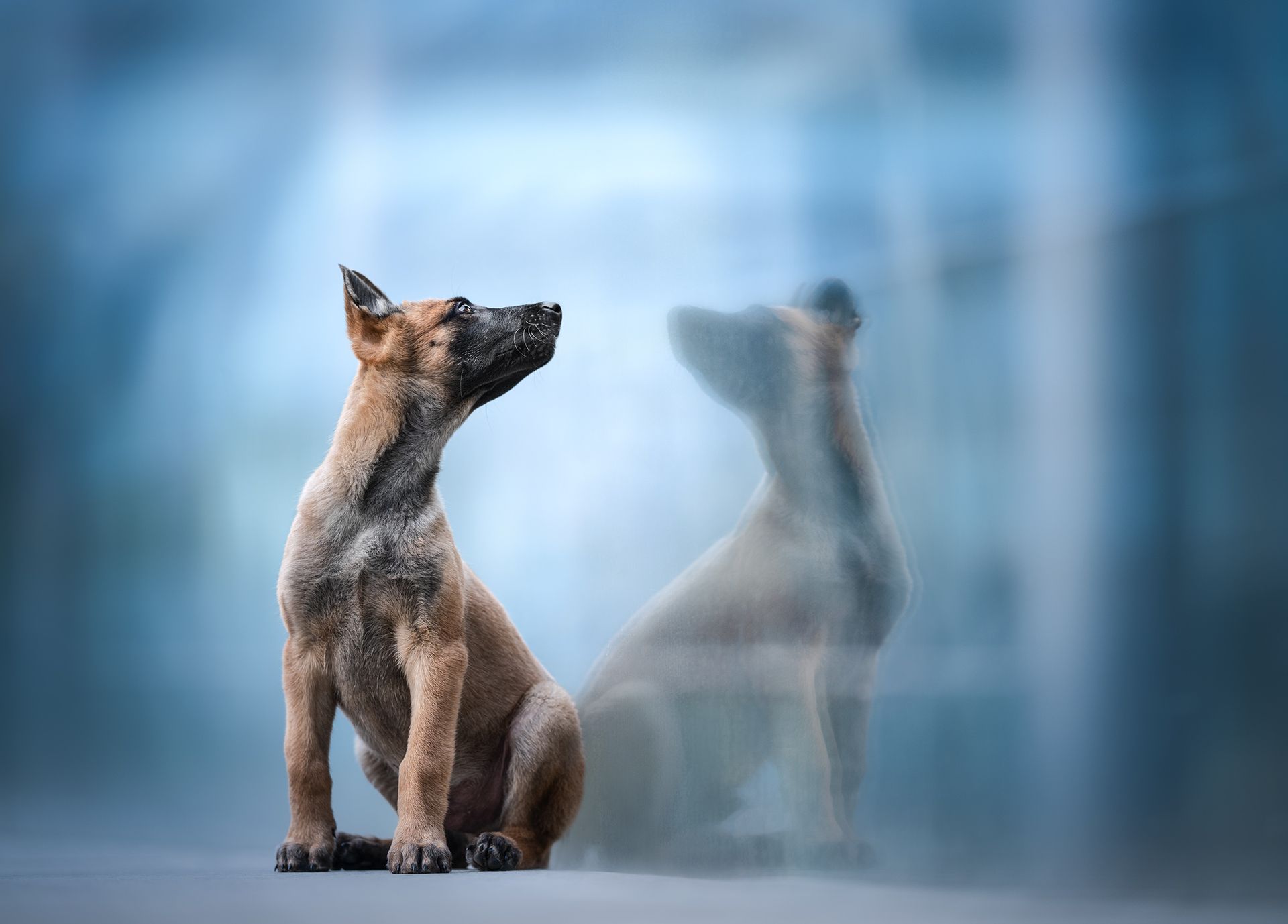 Nachher Bild, urbanes Foto eines Malinois-Welpe vor einem Glasgeländer, bearbeitet im Fine Art Stil.
