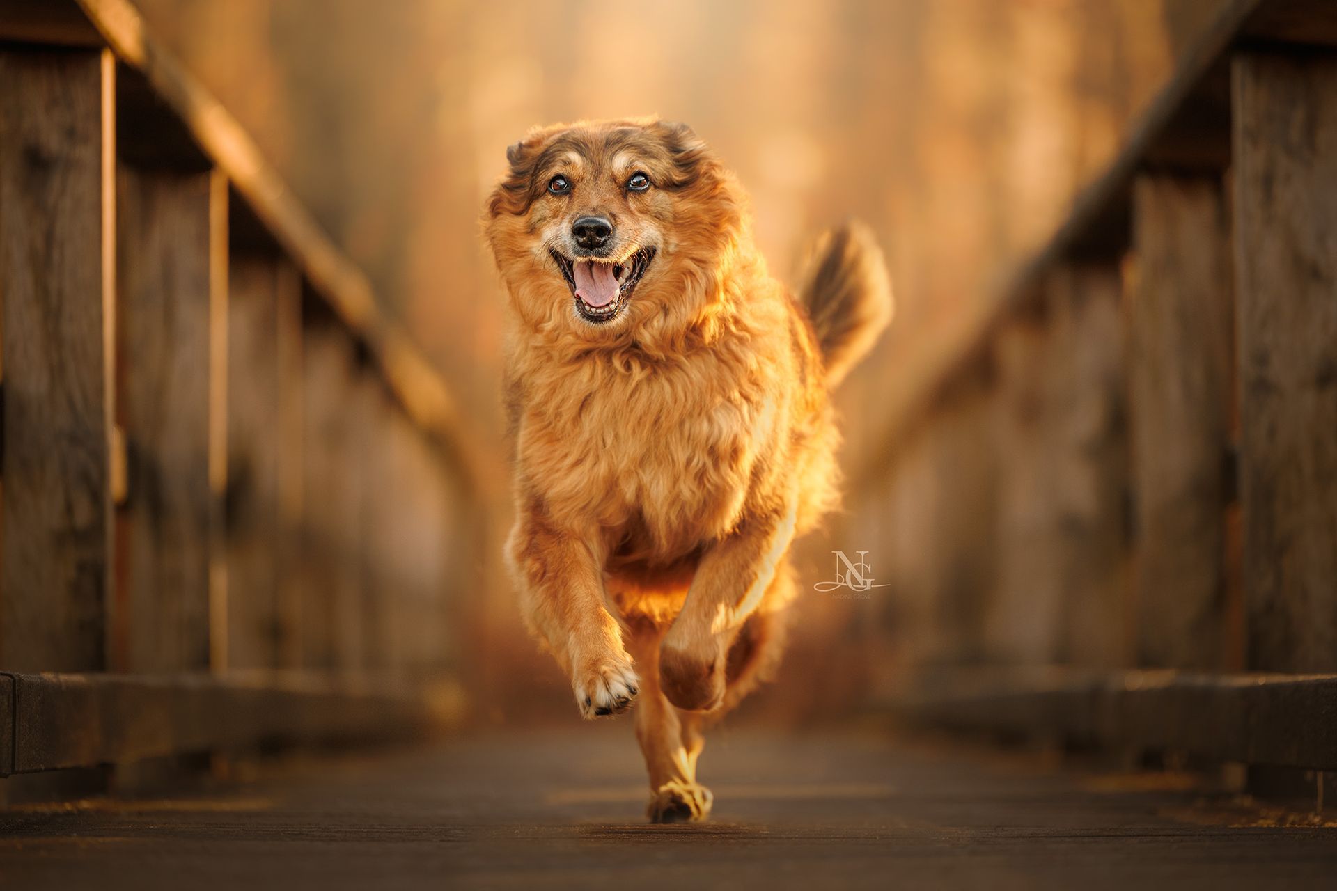 Hochwertiges Outdoor Actionbild eines Golden Retriever Mischlings der auf die Kamera zuläuft.