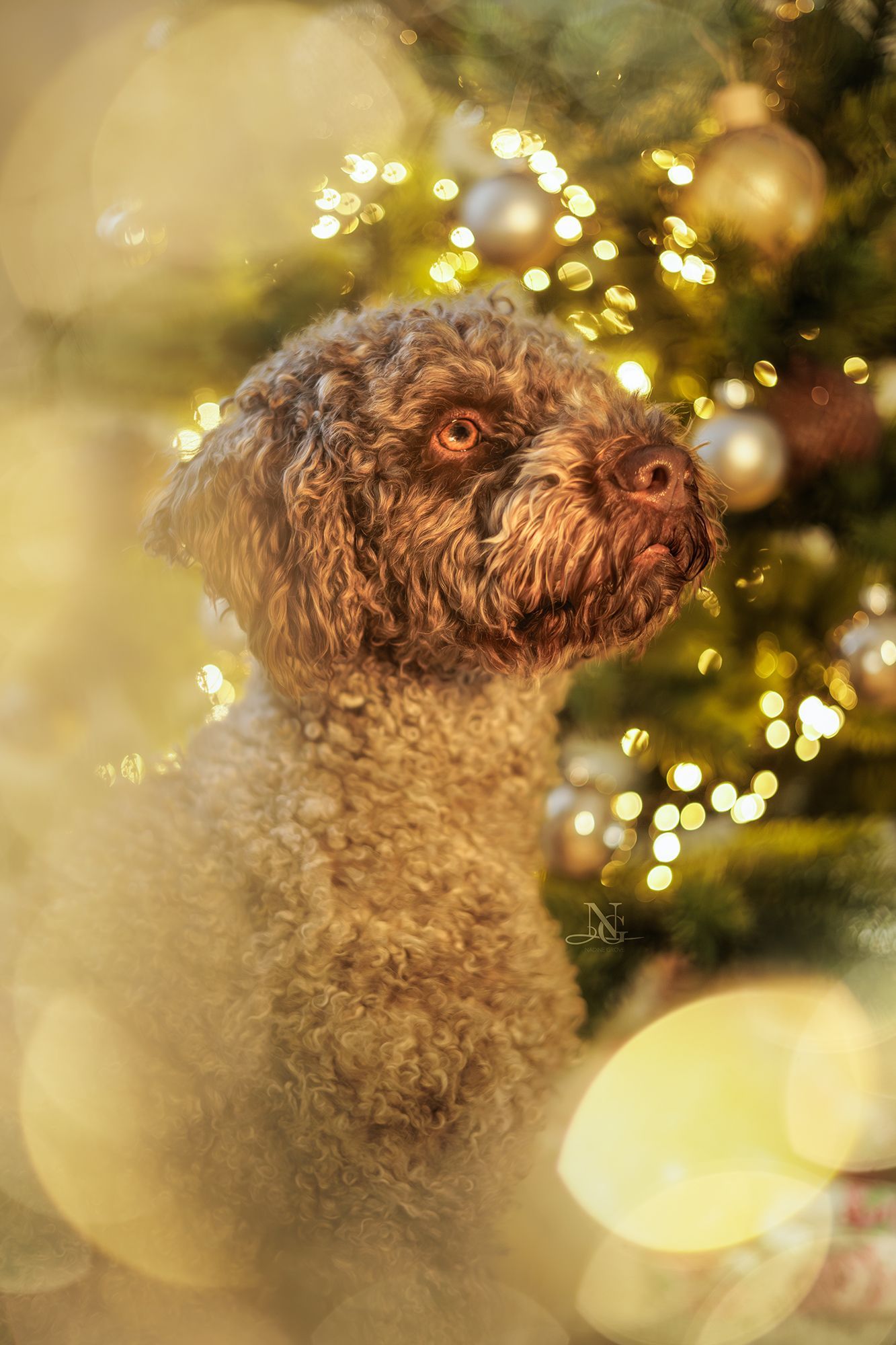 Studio Weihnachtsbild eines Lagotto Romagnolos vor einem Weihnachtsbaum.