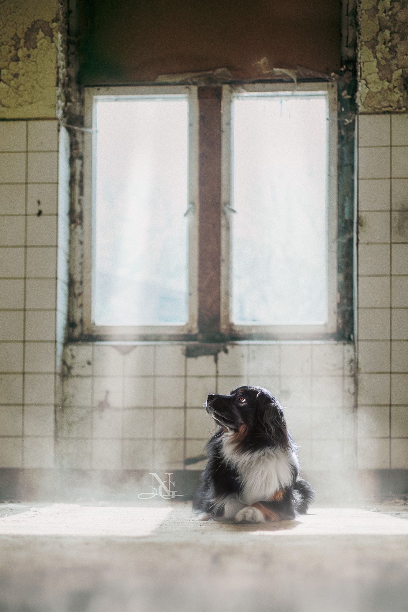 Australian Shepherd in einem Lost Place vor einem Fenster aus dem Licht hereinstrahlt.