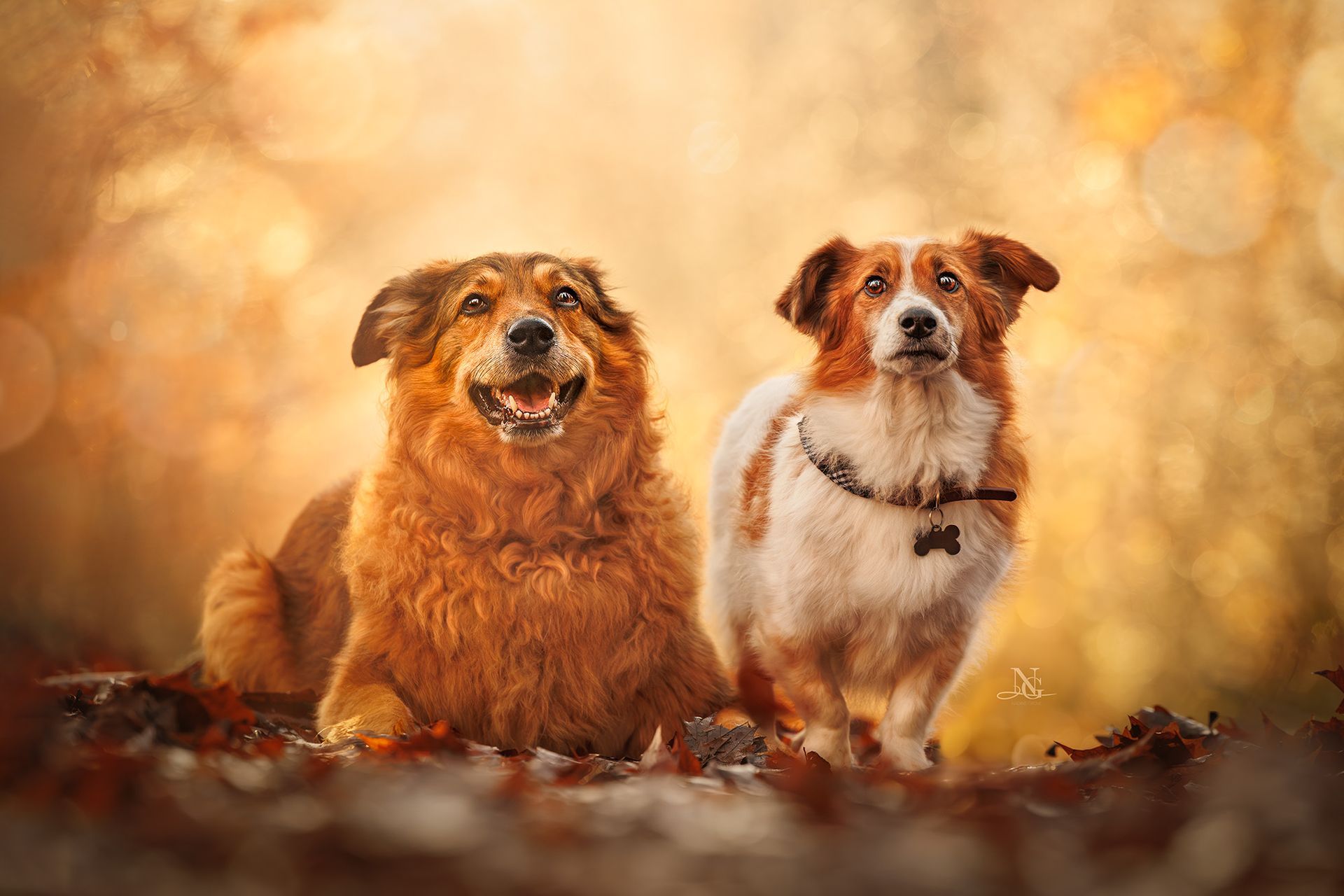 Golden Retriever Mix und Kokoni nebeneinander in goldenem Winterlicht.