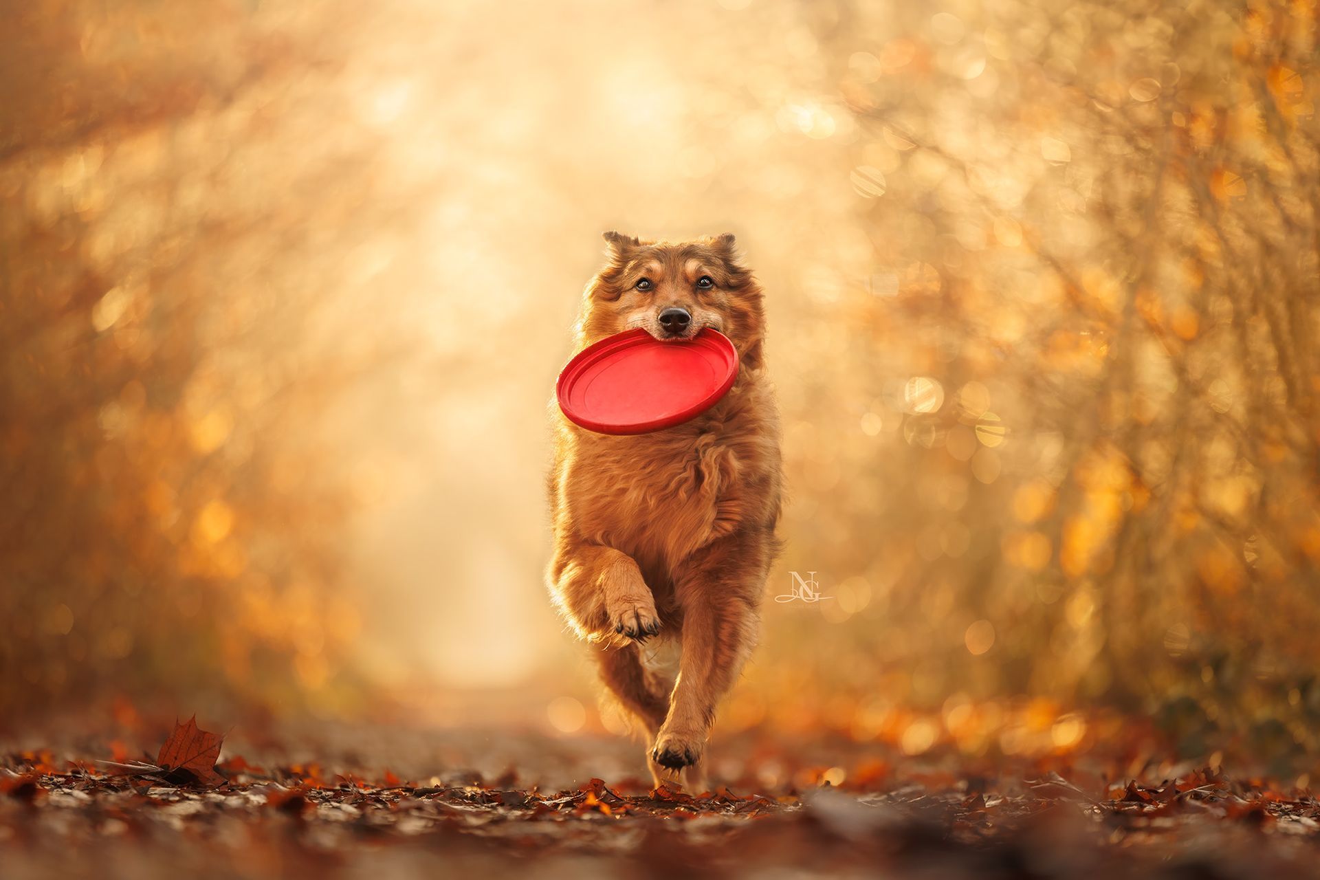 Golden Retriever Mischling trägt rote Frisbee Scheibe und rennt auf die Kamera zu.