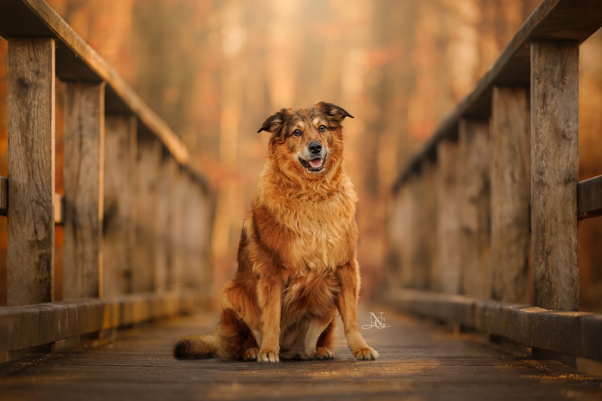 Hochwertiges Outdoor Portraits eines Golden Retriever Mischlings der auf einem Steg sitzt.