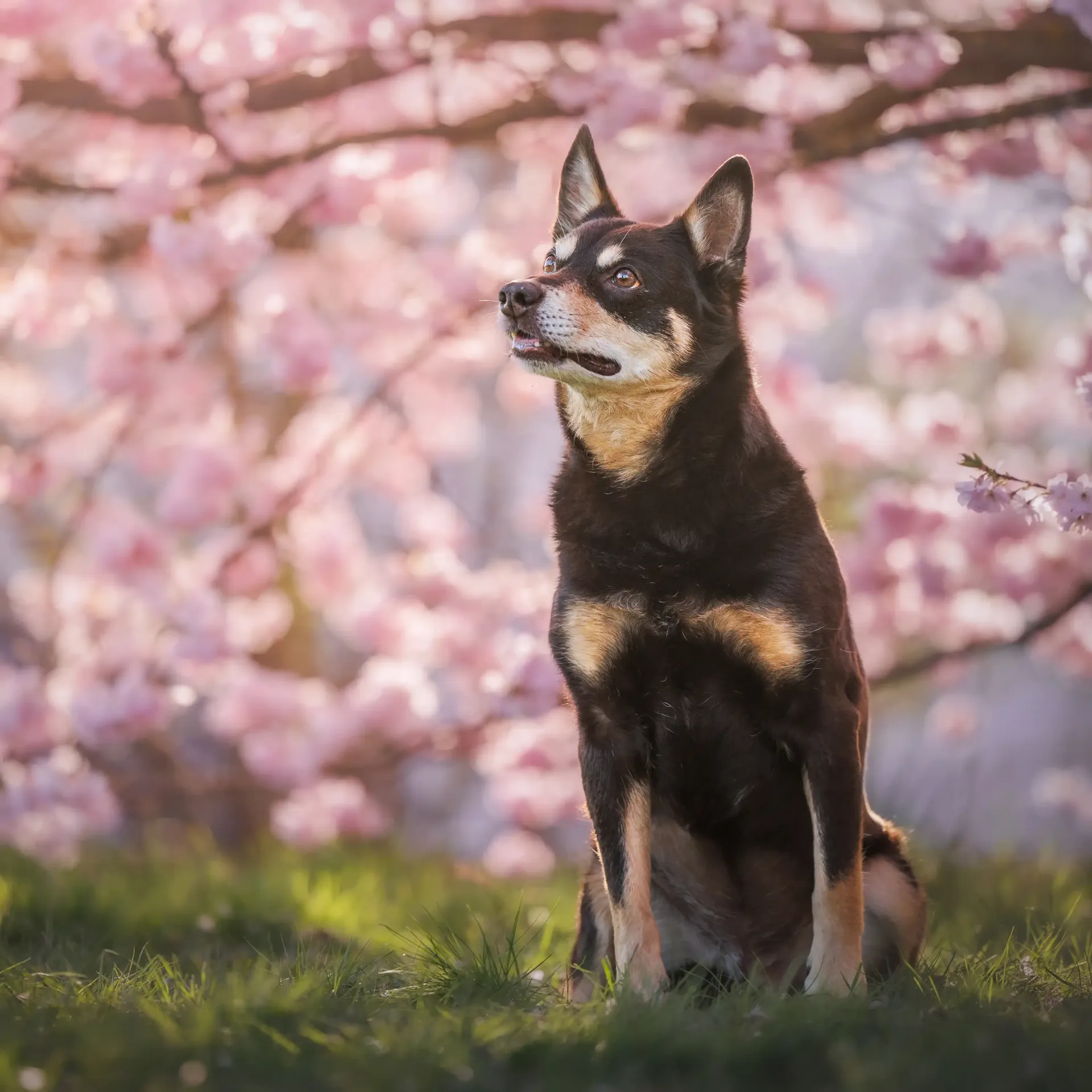 Hochwertiges Outdoor-Portrait eines rennenden Havaneser der einen Sandweg durch eine pinke Heide rennt und ein Ohr hochfliegt