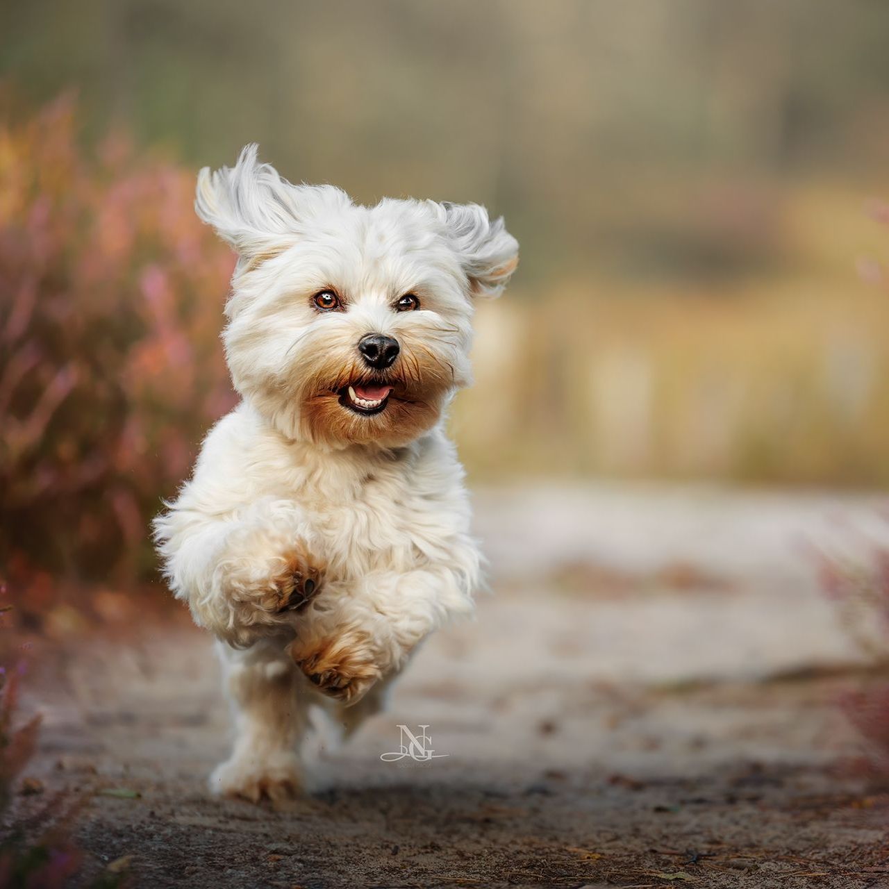 Hochwertiges Outdoor-Portrait eines rennenden Havaneser der einen Sandweg durch eine pinke Heide rennt und ein Ohr hochfliegt
