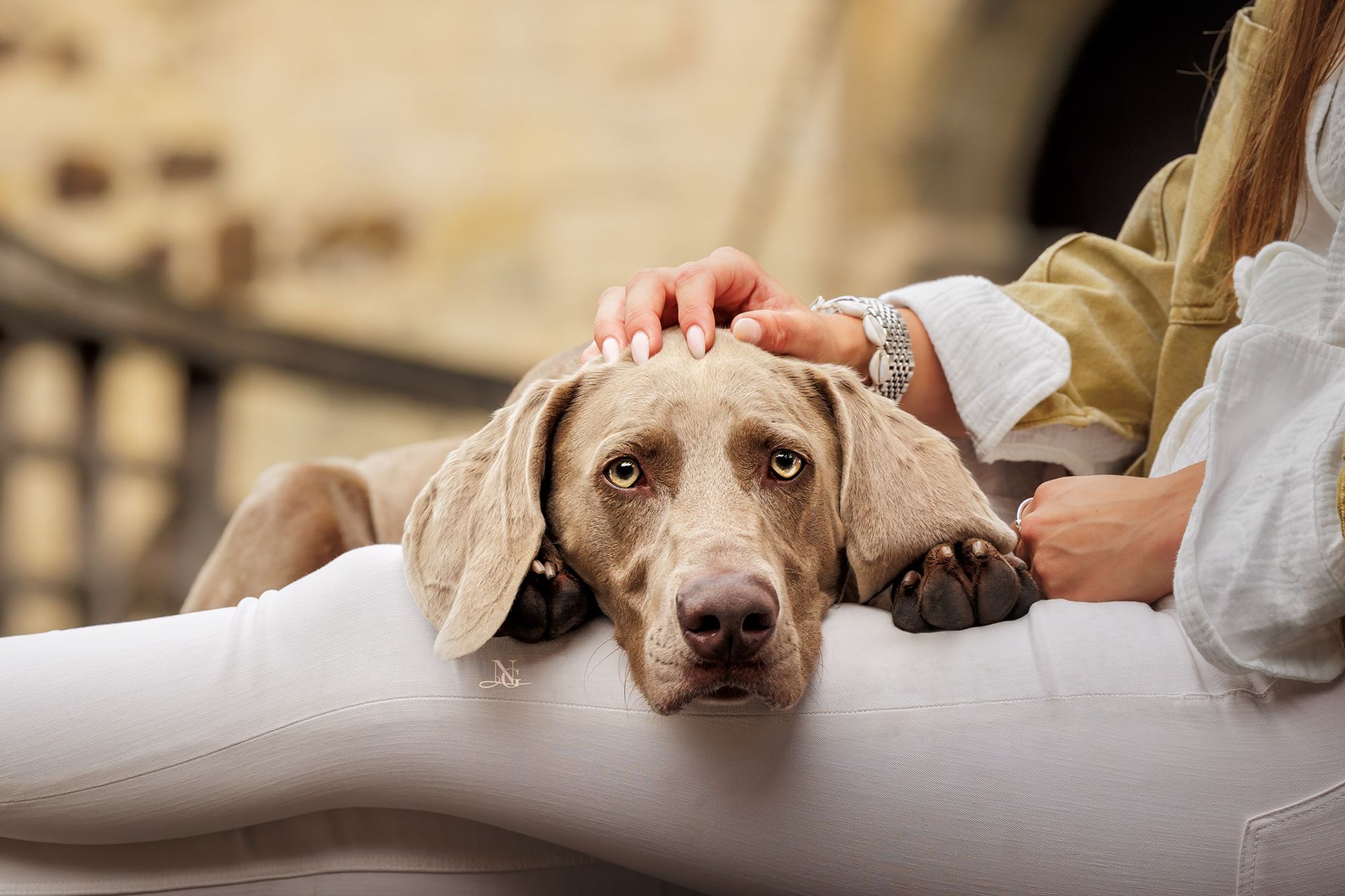 Weimaraner vor einem Schloss der auf den Beinen seines Frauchens liegt.
