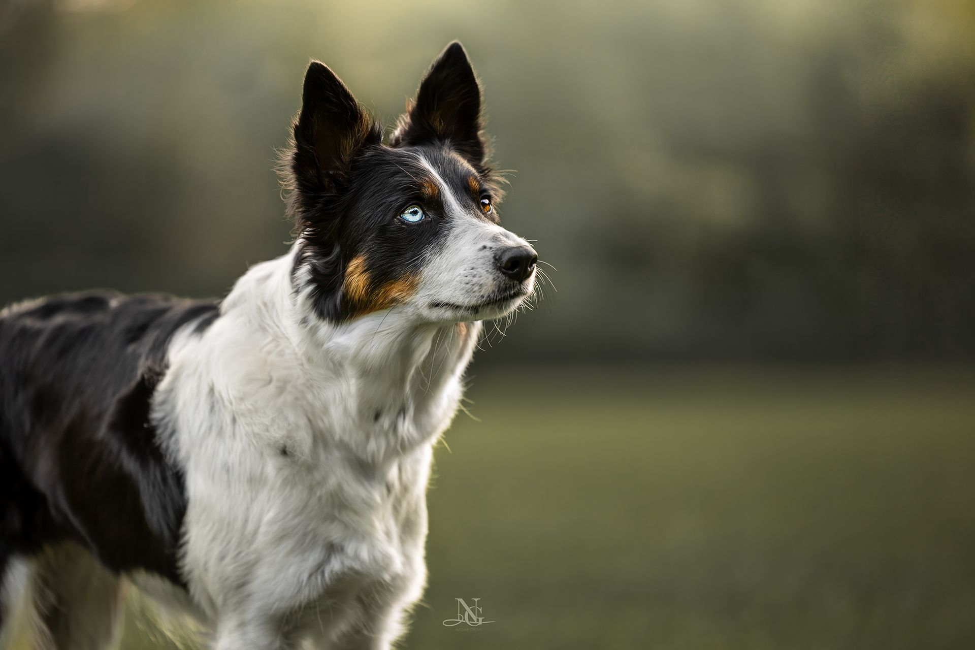 Hochwertiges Outdoor-Portrait eines Kurzhaar Border Collies mit zwei verschiedenen Augenfarben.