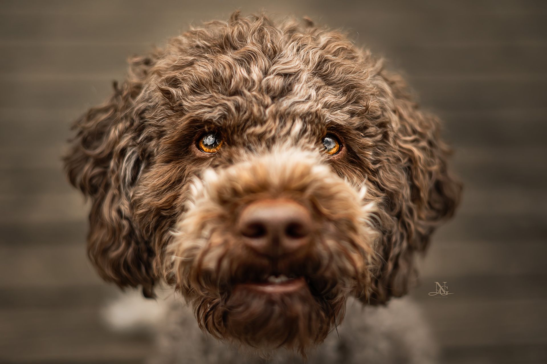 Nahaufnahme eines Lagotto Romagnolos, der mit seinen karamellfarbenen Augen eindringlich in die Kamera schaut.