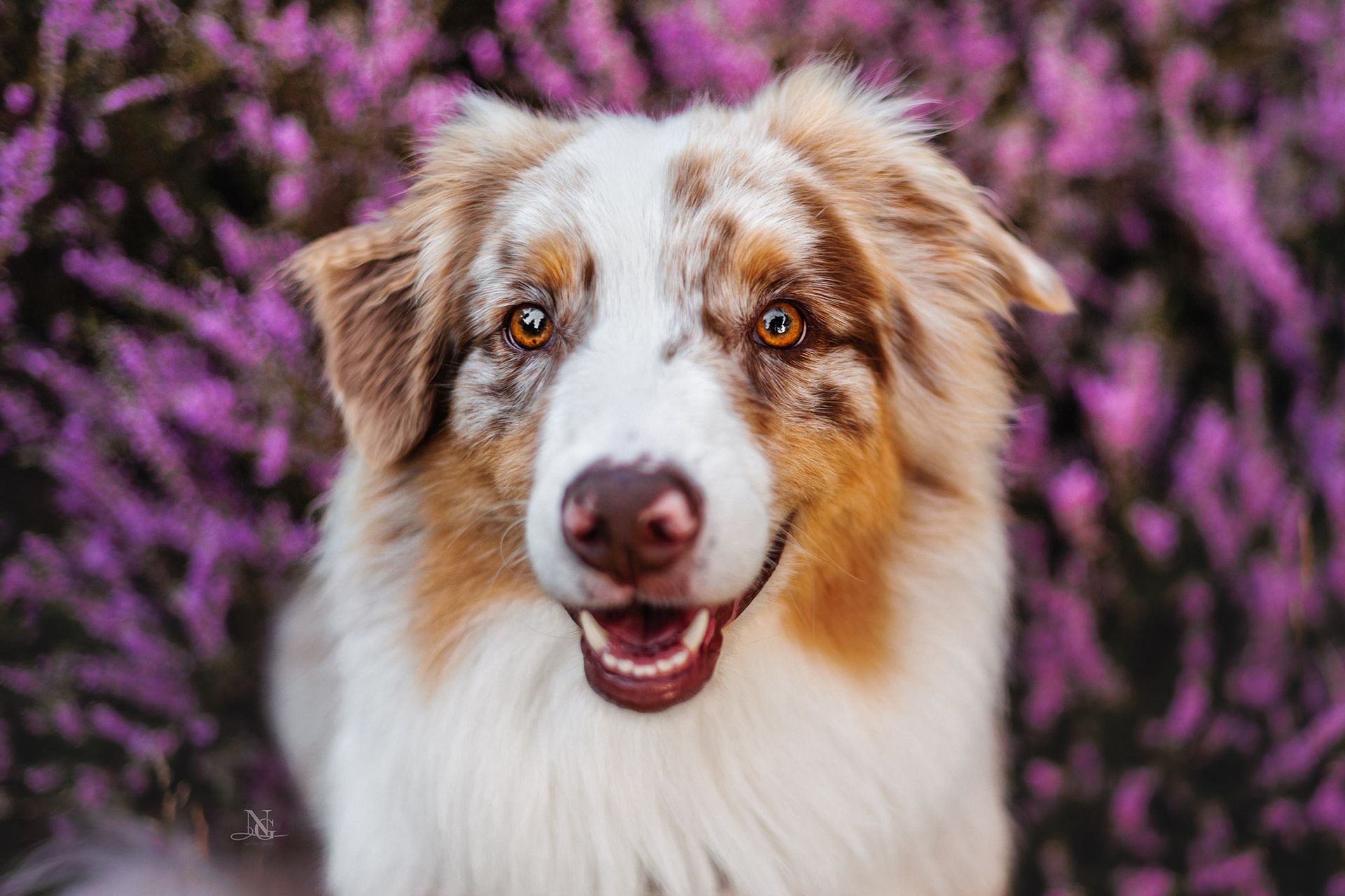 Australien Shepherd aus der Vogelperspektive, der Fokus liegt auf den strahlenden Augen des Hundes.
