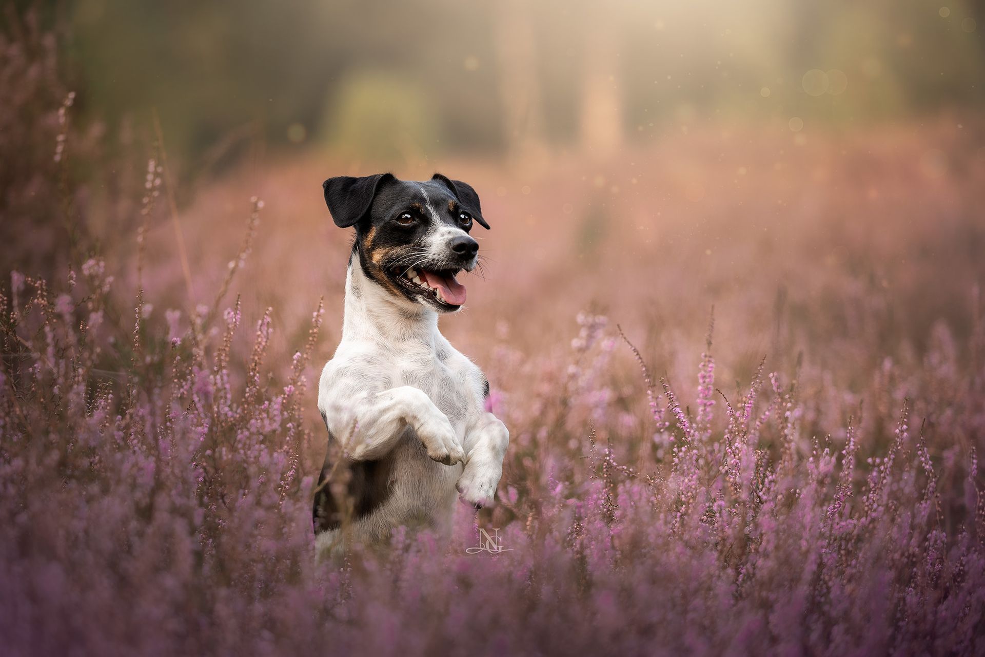 Hochwertiges Outdoor-Portrait eines Jack Russel Terriers, der in einer pinken Heide Männchen macht. Hundefotografie Münster