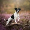 Hochwertiges Outdoor-Portrait eines Jack Russel Terriers der in einer pinken Heide auf einem Ast mit erhobener Pfote steht.