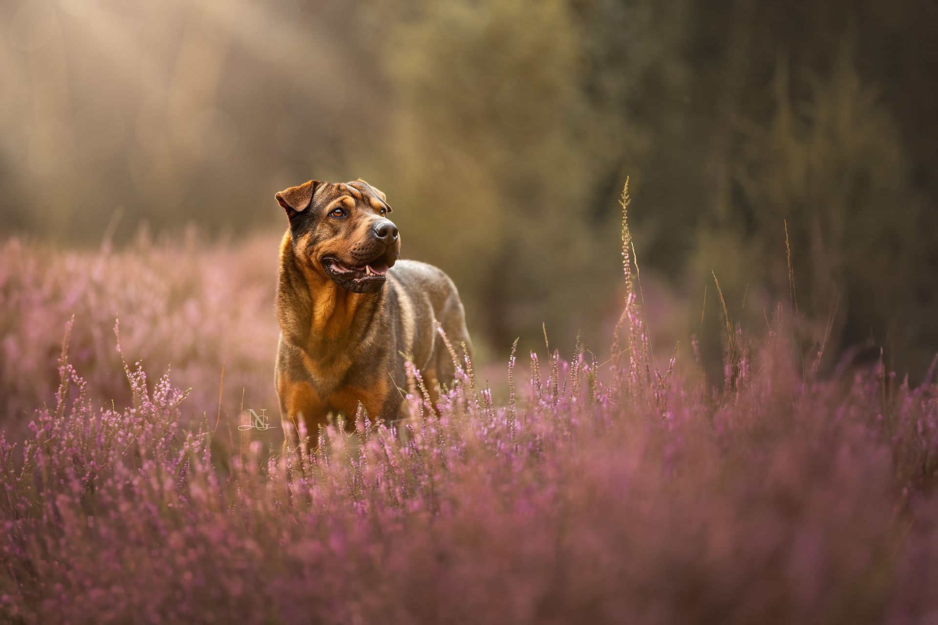 Hochwertiges Outdoor-Portrait eines Sharpei-Schäferhund Mischlings in einer pinken Heide.