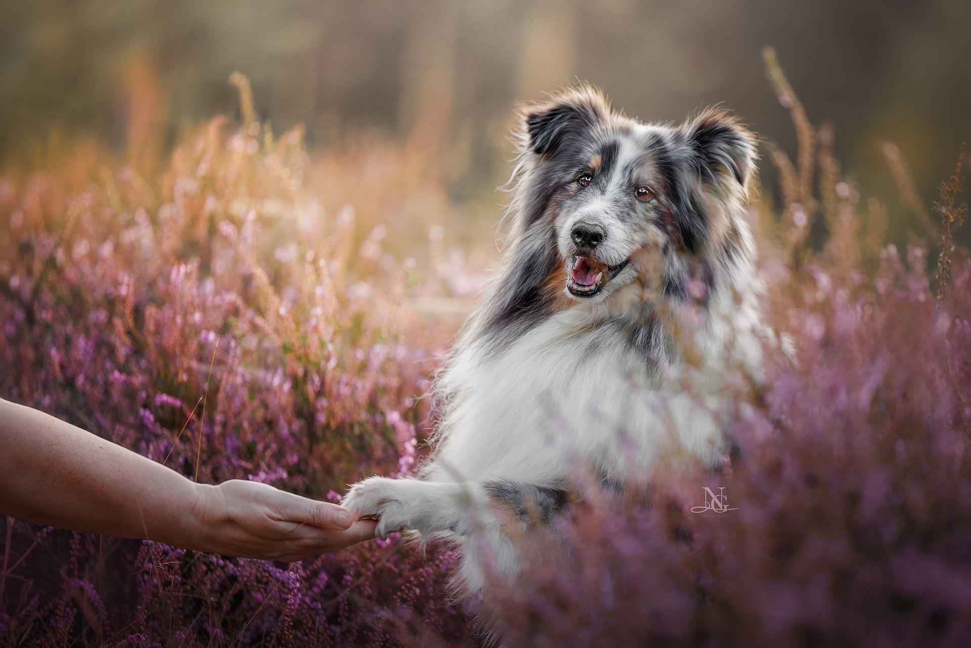 Portrait eines Shelties, der in einer pinken Heide sitzt, einem Menschen die Pfote reicht und in die Kamera schaut.