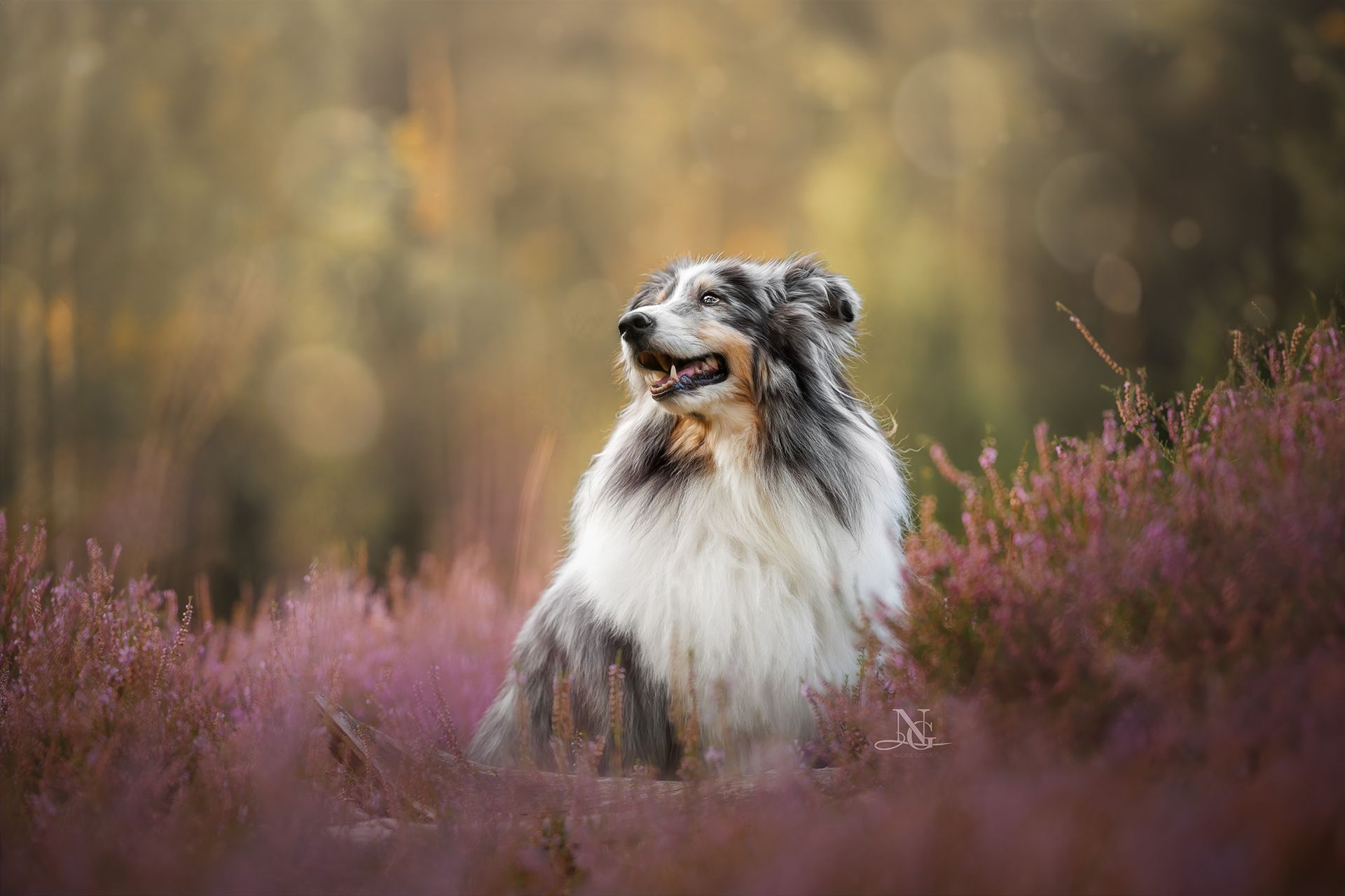 Hochwertiges Outdoor-Portrait eines Shelties der in einer pinken Heide sitzt und ein Lächeln im Gesicht hat.