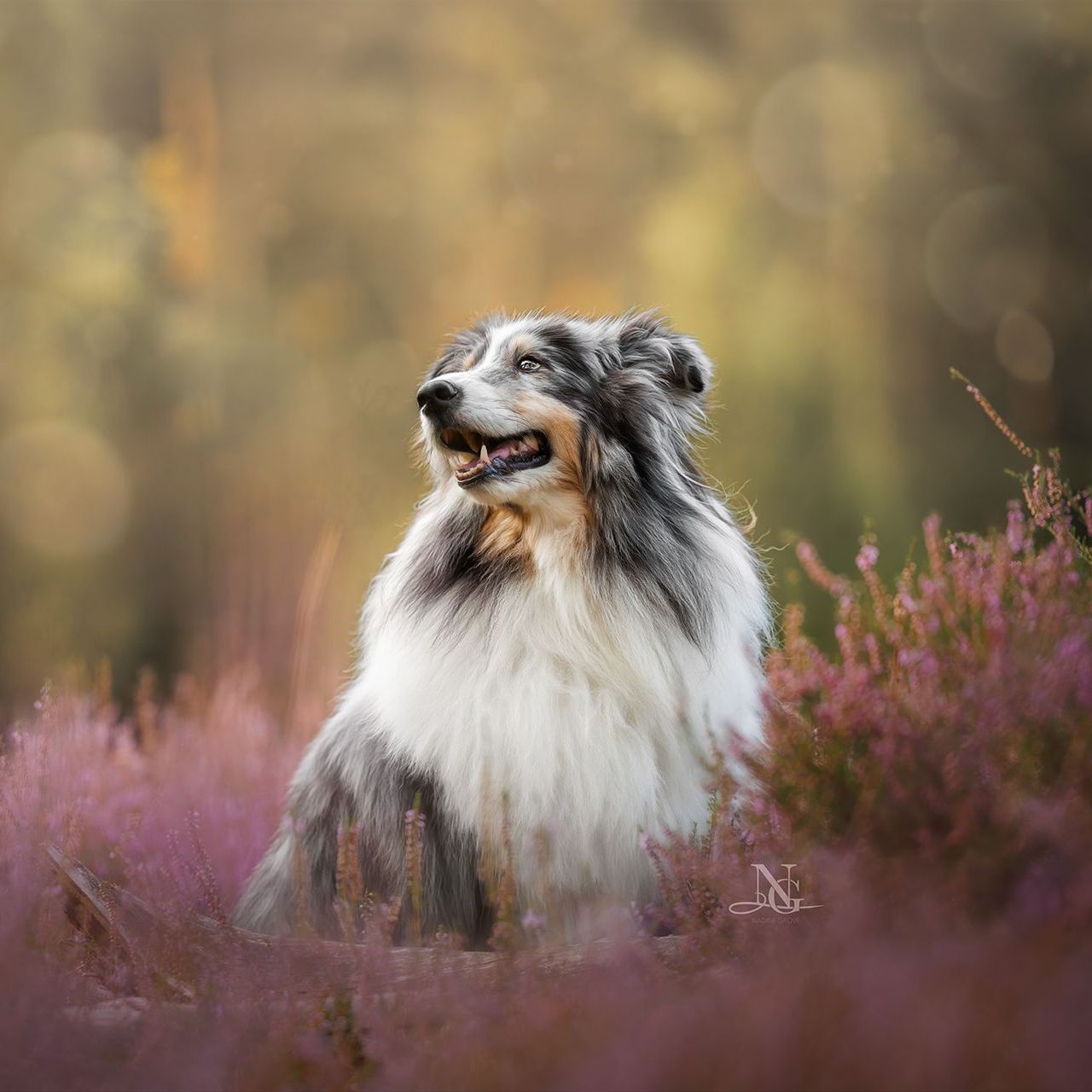 Hochwertiges Outdoor-Portrait eines Shelties der in einer pinken Heide sitzt und ein Lächeln im Gesicht hat.