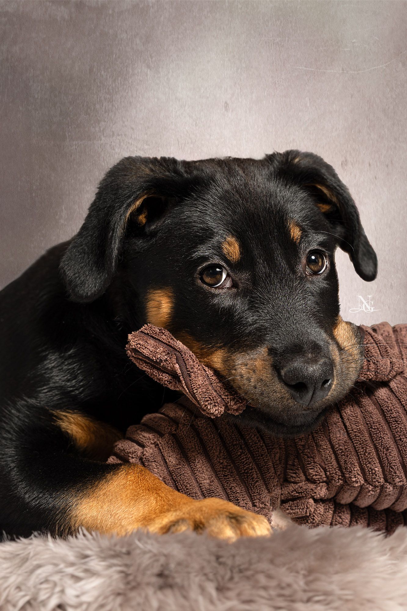 Studiobild eines Beauceron Welpen der ein Spielzeugaffen im Mund hält.