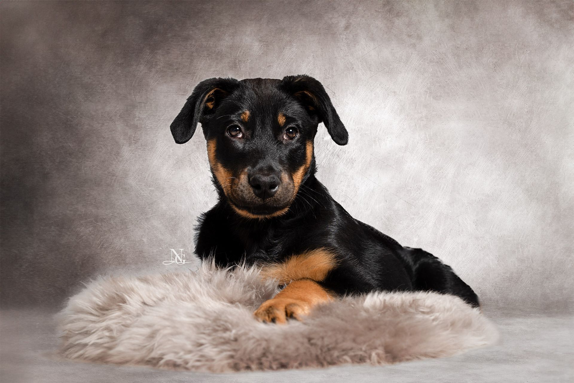 Studiobild eines Beauceron Welpen, der auf einem Fell liegt.