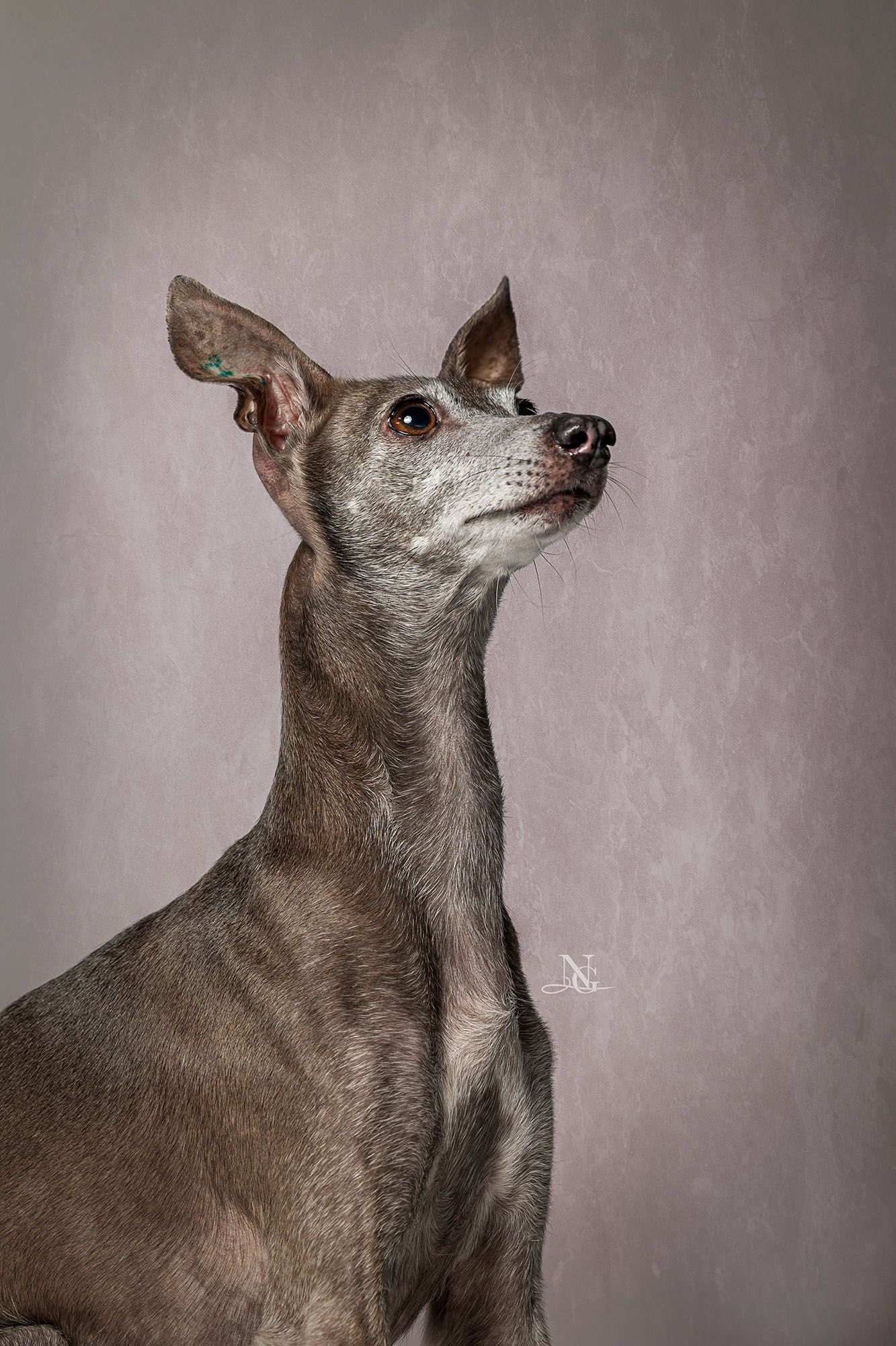 Studiobild einer grauen Italienischen Windhund Hündin.