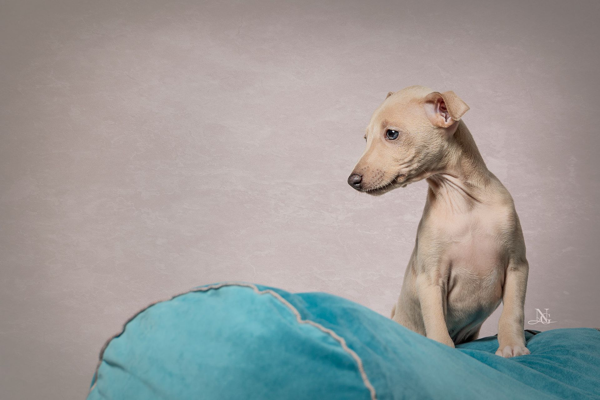 Studiobild eines beigen Italienischen Windhund Welpen auf einem blauen Kissen.