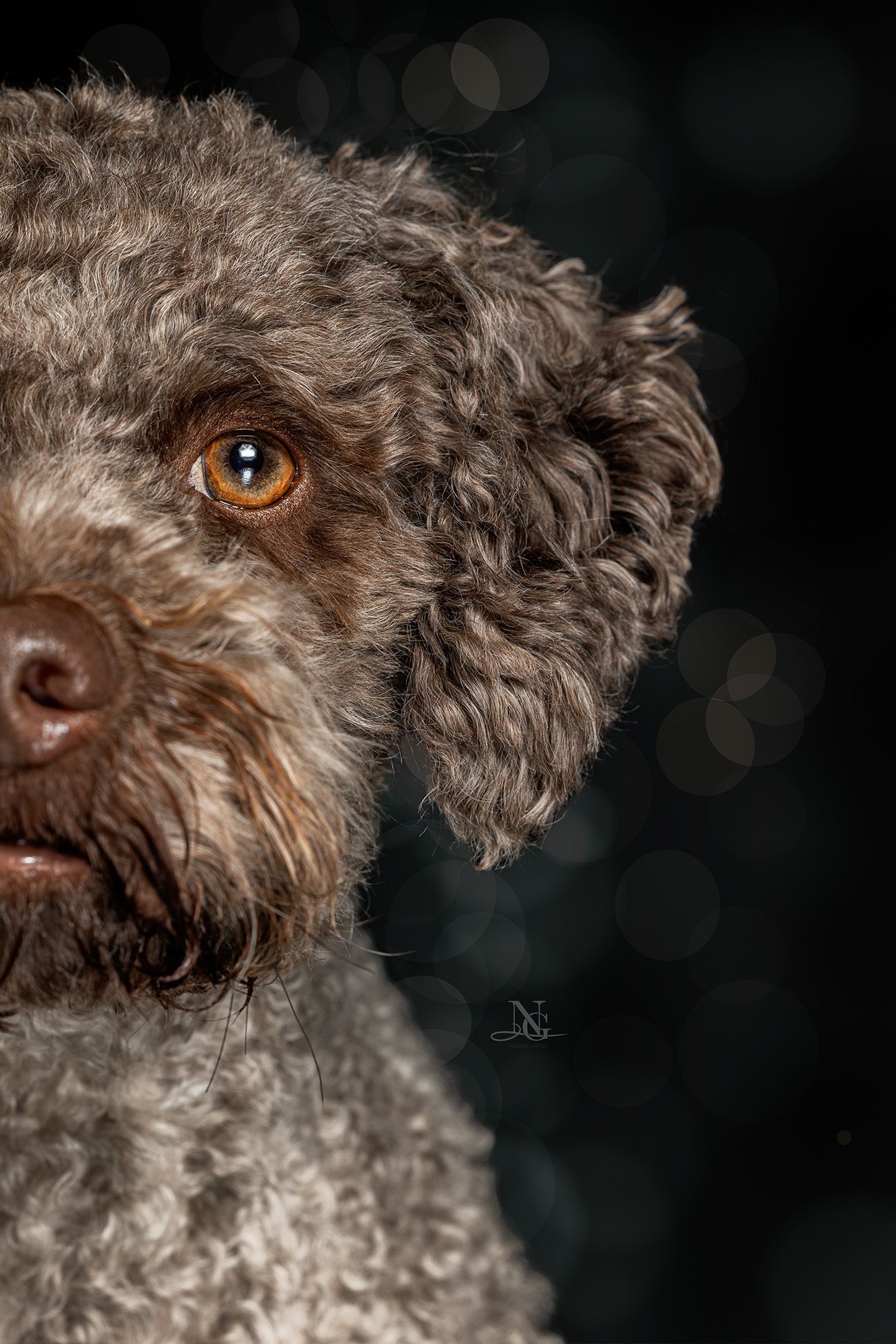 Studiobild eines Lagotto Romagnolos, bei dem man das halbe Gesicht sieht. 
