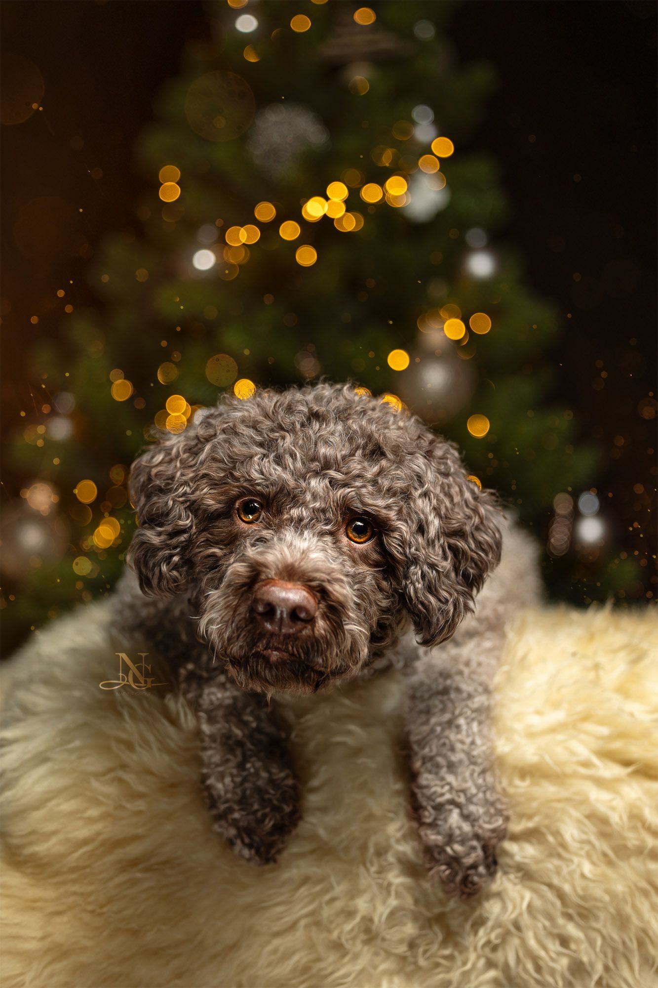Studio Weihnachtsbild eines Lagotto Romagnolos vor einem Weihnachtsbaum.