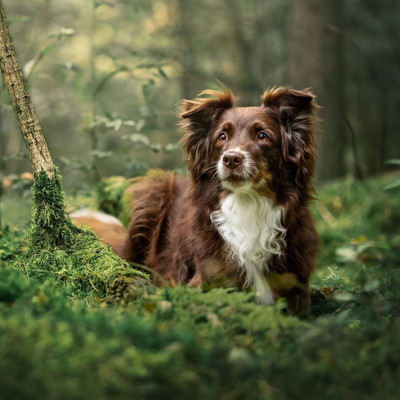 Hochwertiges Outdoor-Portrait eines rennenden Eurasiers vor weichem, künstlerisch unscharfem Hintergrund.