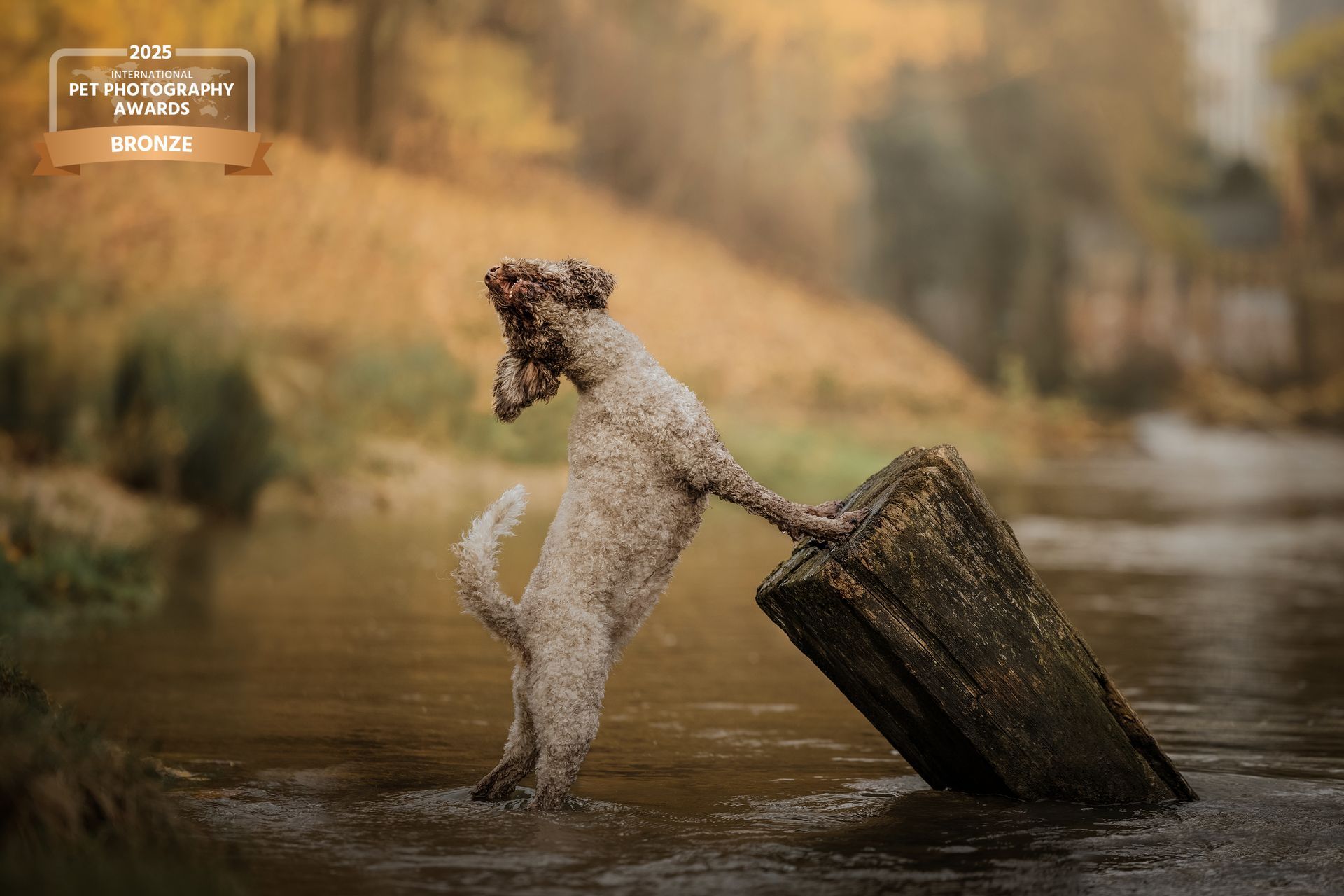 Award prämiertes Foto eines Lagottos, der in einem Fluss seine Pfoten auf einem Holzbalken stellt und den Kopf dramatisch nach hinten wirft.