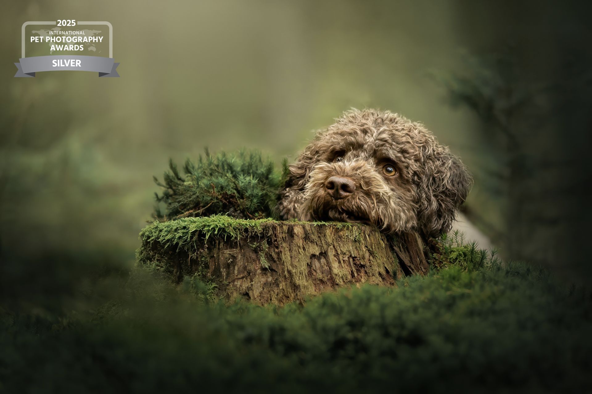 Award prämiertes Foto eines Lagottos, der in einem Bett aus saftig, grünem Moos seinen Kopf auf einem Baumstamm ablegt.
