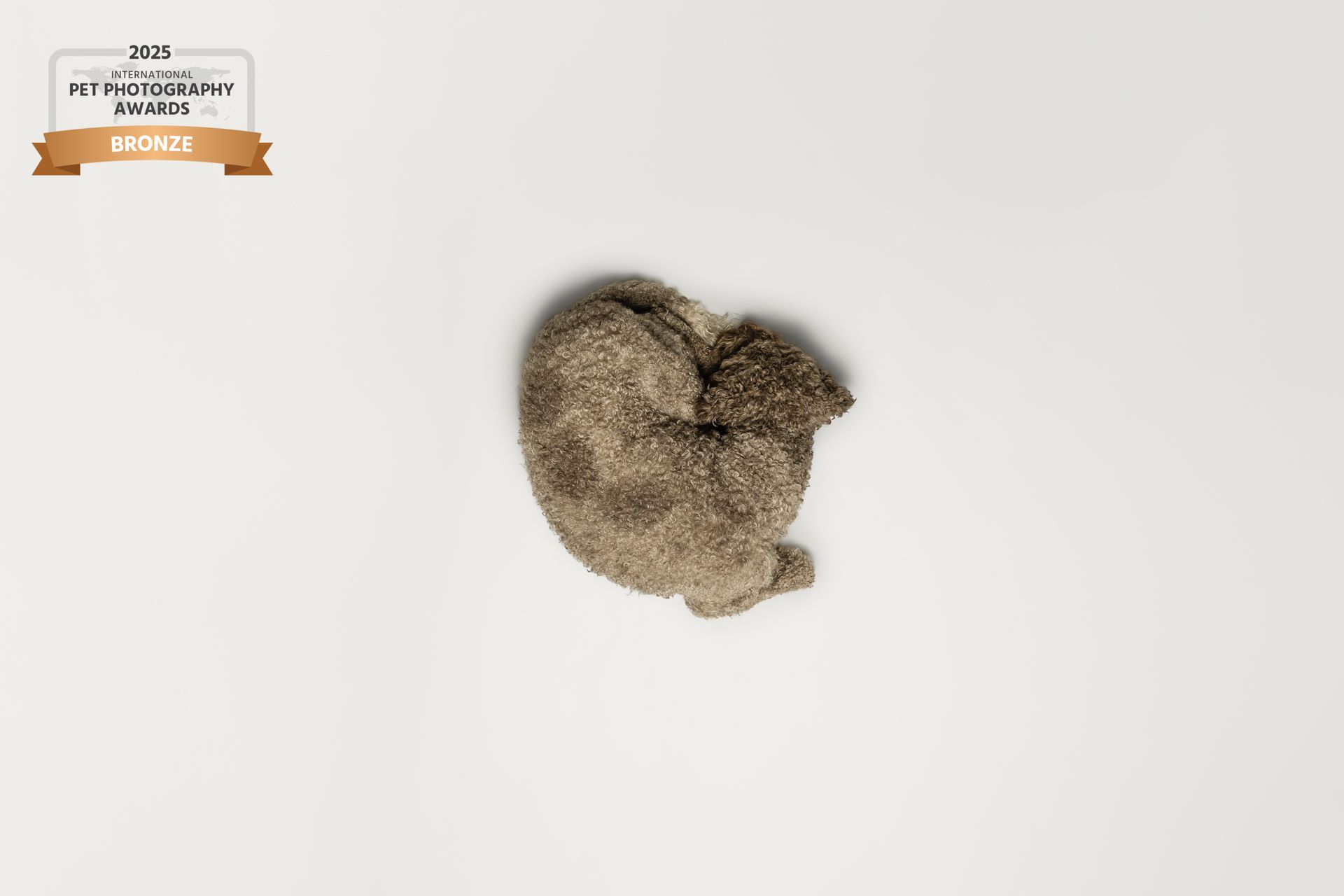 Award prämiertes Foto eines Lagottos, der in einem Studio eingerollt im Kreis liegt. Das Bild wurde von oben herab aufgenommen.