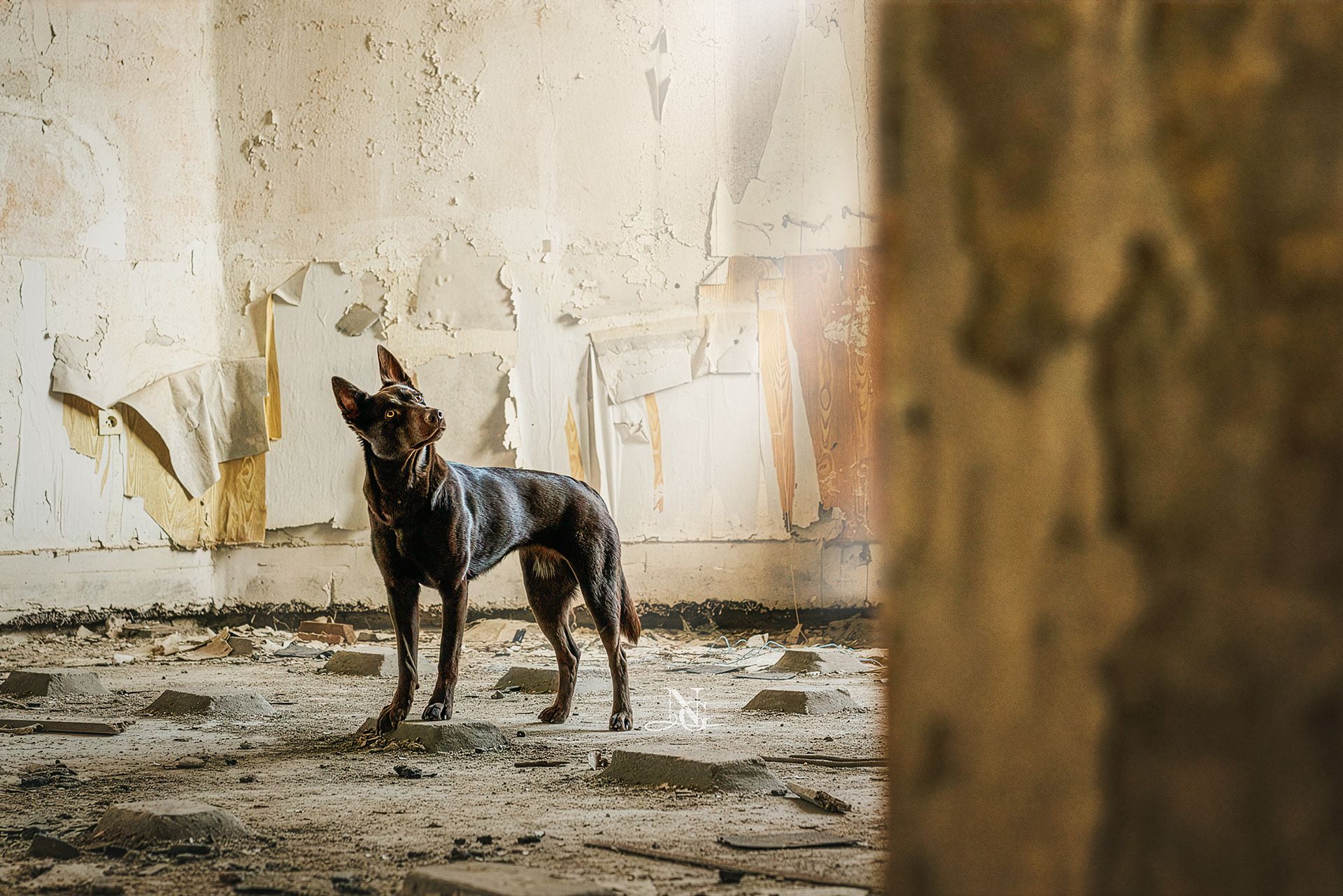 Fine Art Porträt eines Kelpies in einem Lost Place.