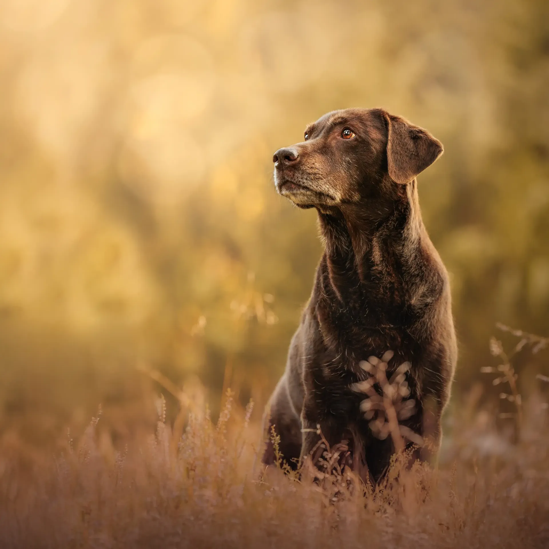 Hochwertiges Outdoor-Portrait eines Shelties der in einer pinken Heide sitzt und ein Lächeln im Gesicht hat.