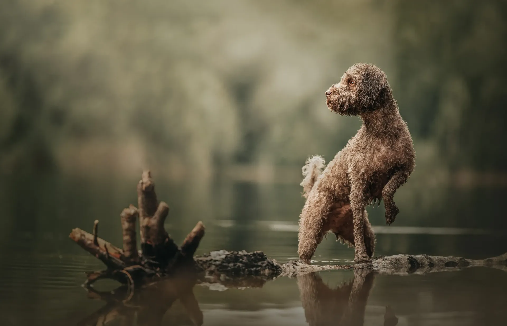 Hochwertiges Outdoor-Portrait eines Jack Russel Terriers, der in einer pinken Heide Männchen macht. Hundefotografie Münster