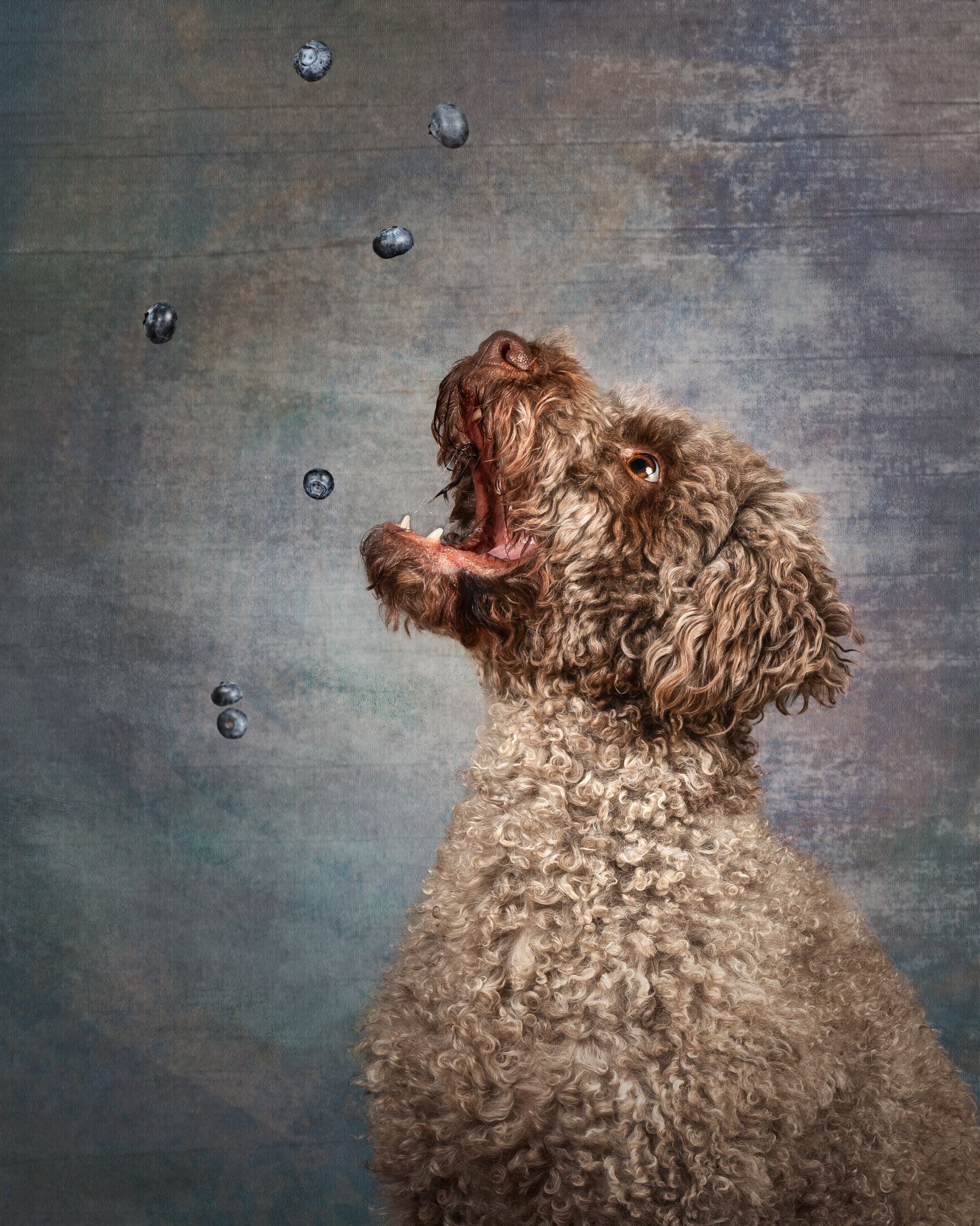 Studiobild eines Lagotto Romagnolos, der mit offenem Mund versucht Blaubeeren zu fangen.