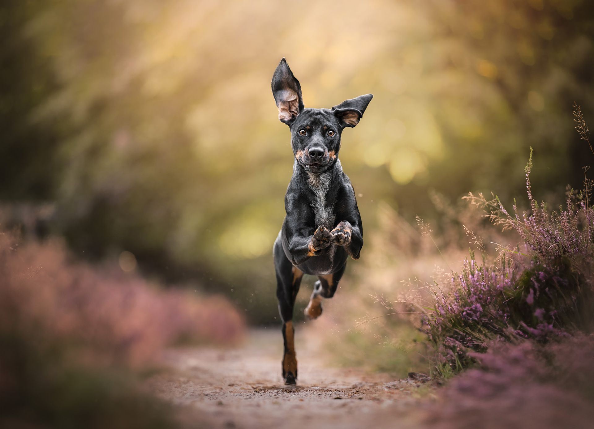 Nachher Bild,  junger Hund rennt durch eine Heide, bearbeitet im Fine Art Stil.