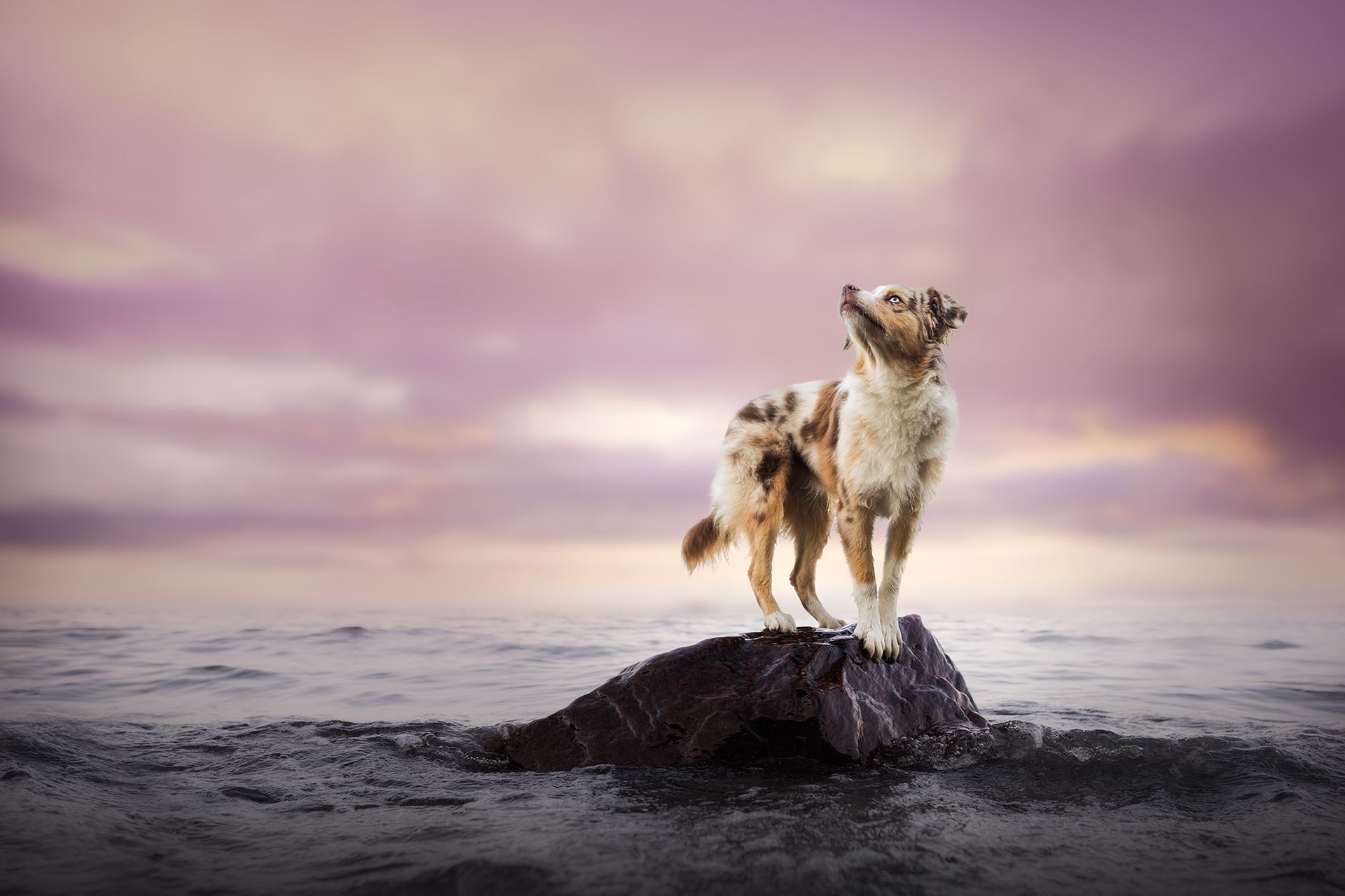 Nachher Bild, Australian Shepherd im Meer auf einem Felsen, bearbeitet im Fine Art Stil.