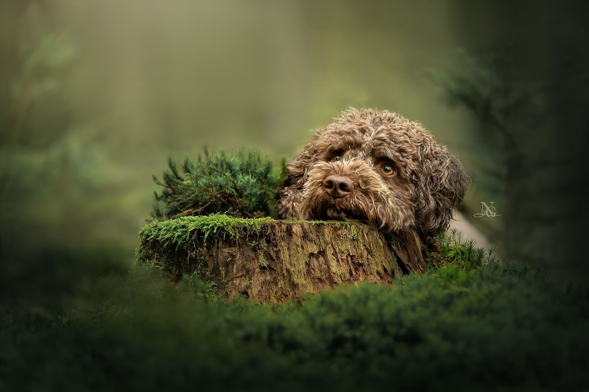 Lagotto im Moosbett, den Kopf auf einem Baumstumpf abgelegt.