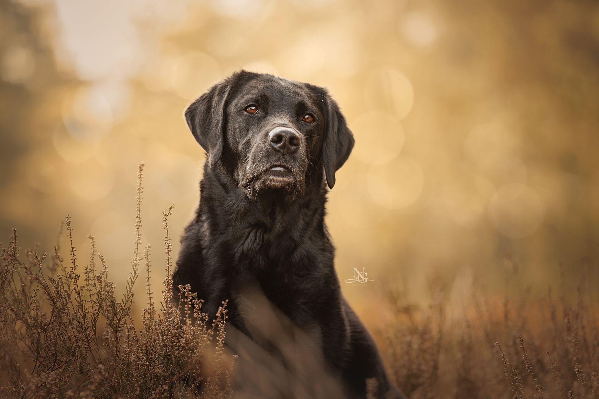 Portrait eines Labrador in der Heide