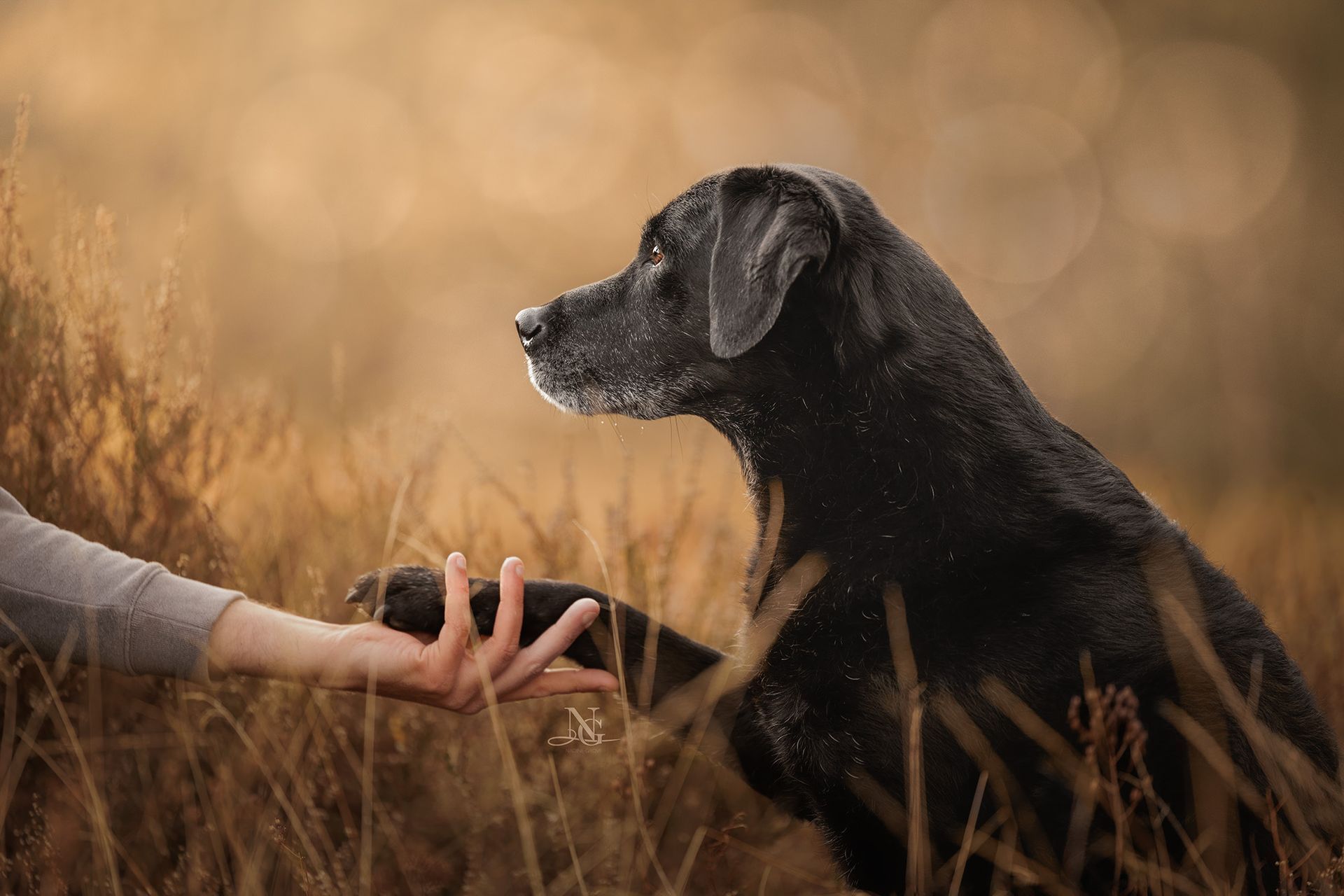 Portrait eines schwarzen Labradors, der in der Heide sitzt und Pfote gibt.