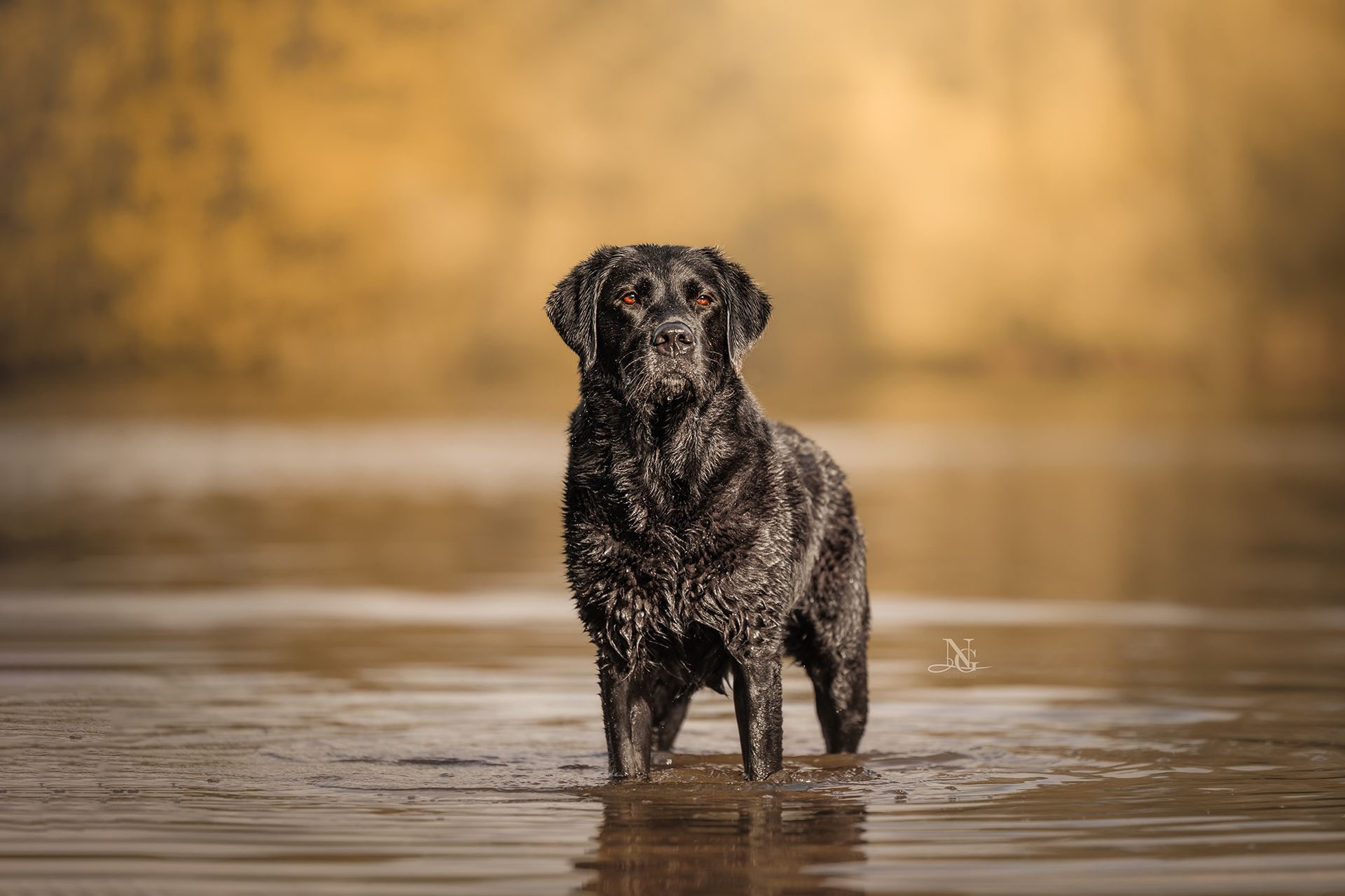 Portrait eines schwarzen Labradors im Wasser