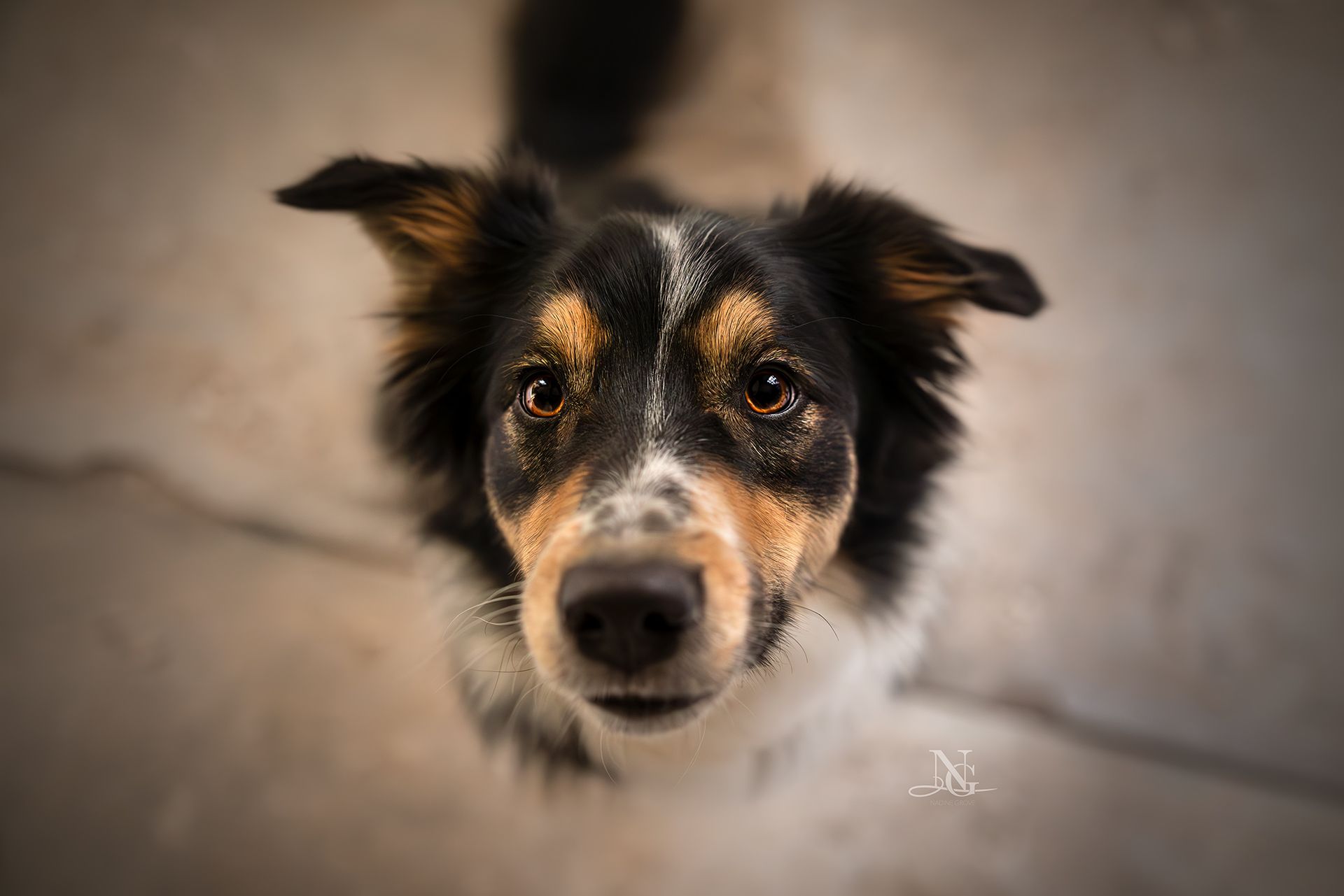 Nahaufnahme des Gesichts eines Border Collies, von oben fotografiert.