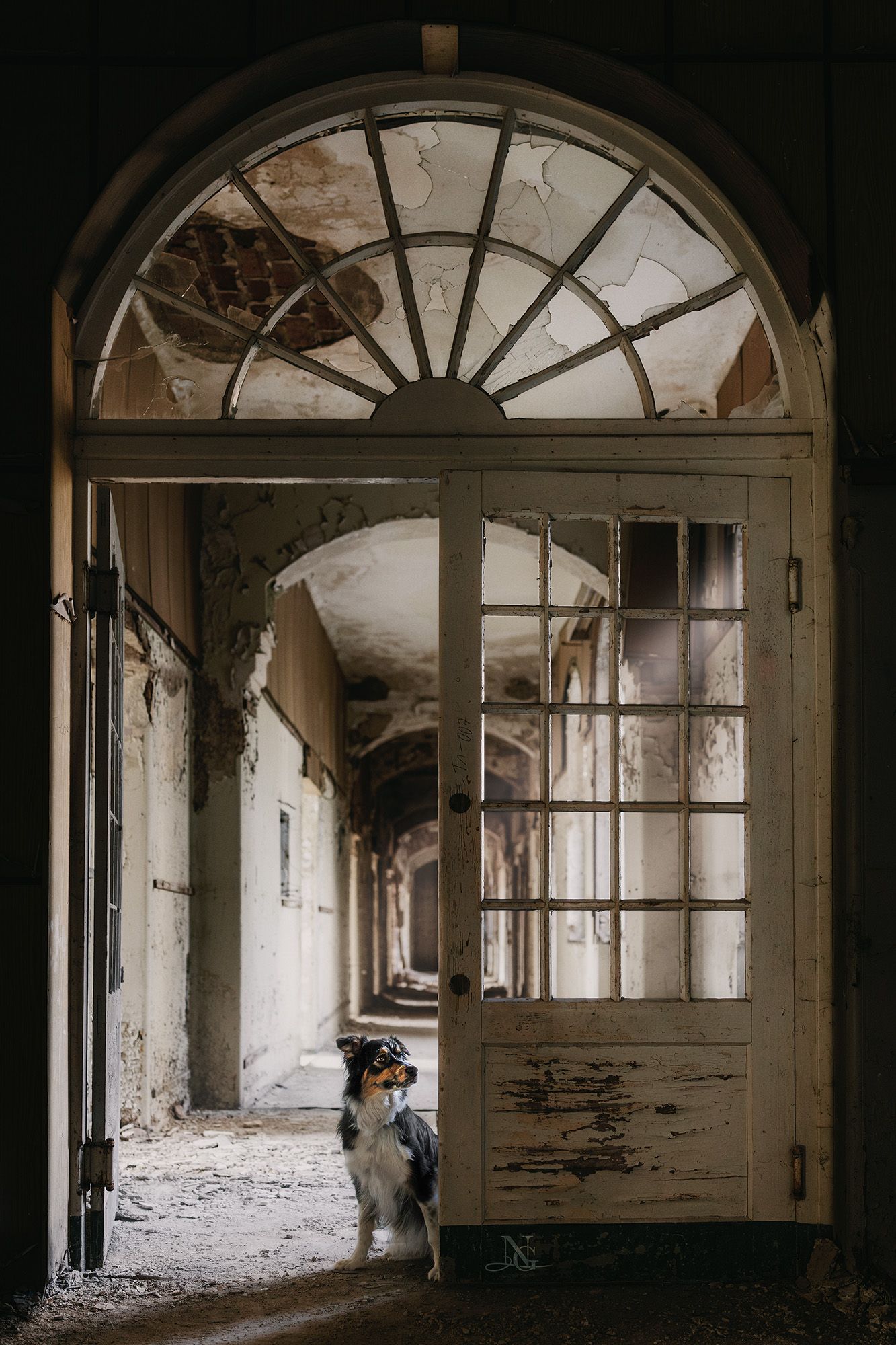 Foto eines Border Collies in einem Lost Place sitzend in einer Eingangstür.